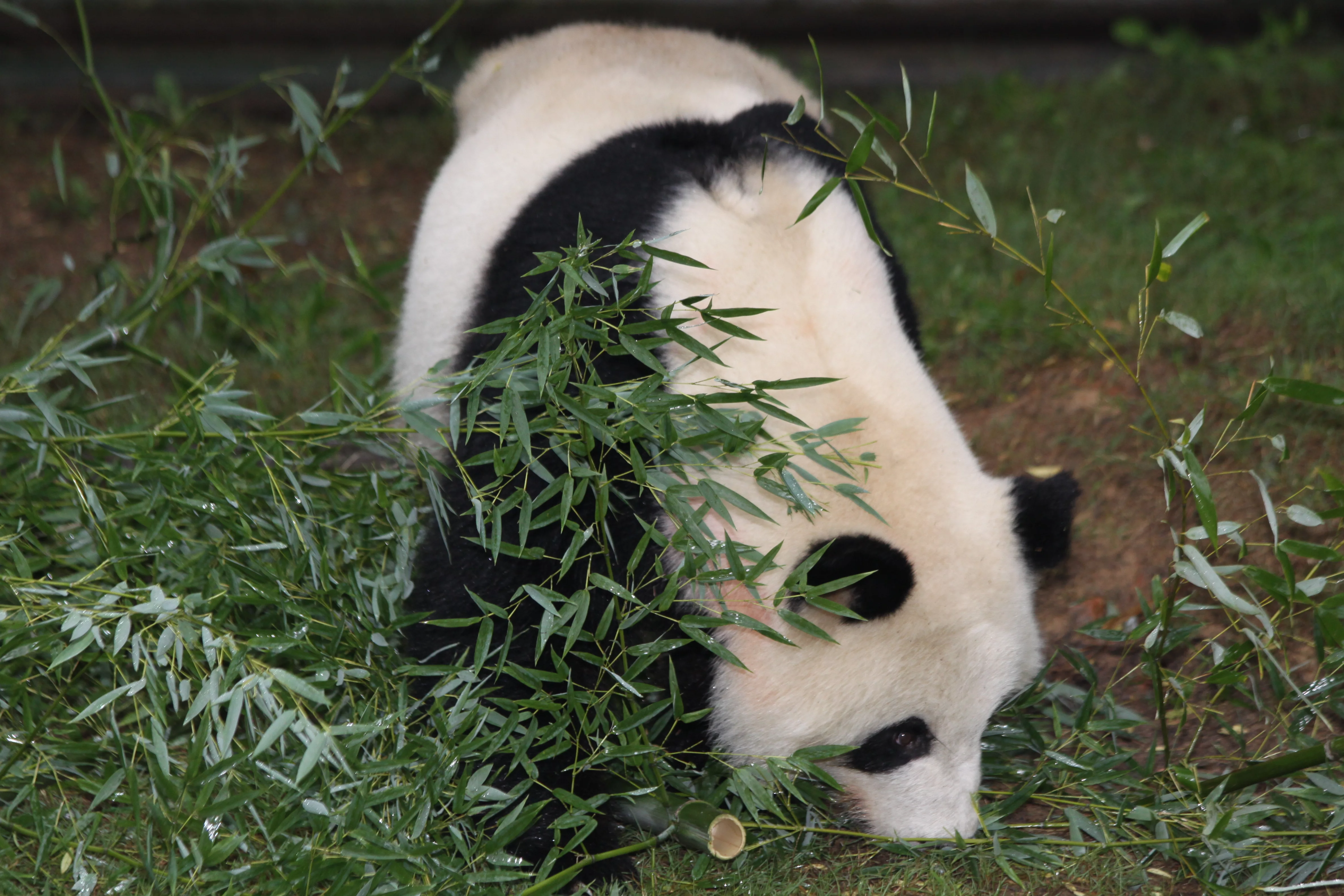 Zoo Atlanta