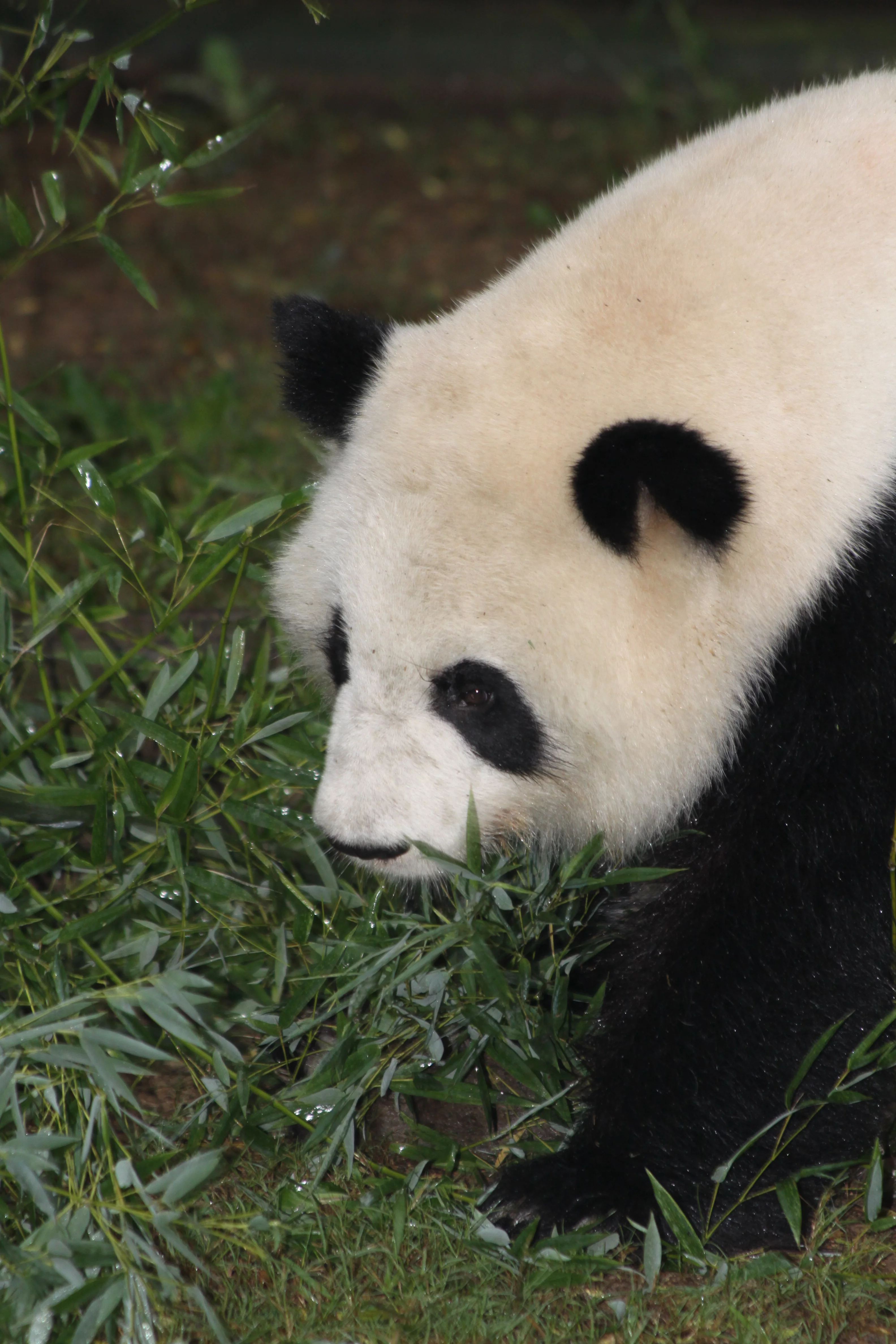 Zoo Atlanta