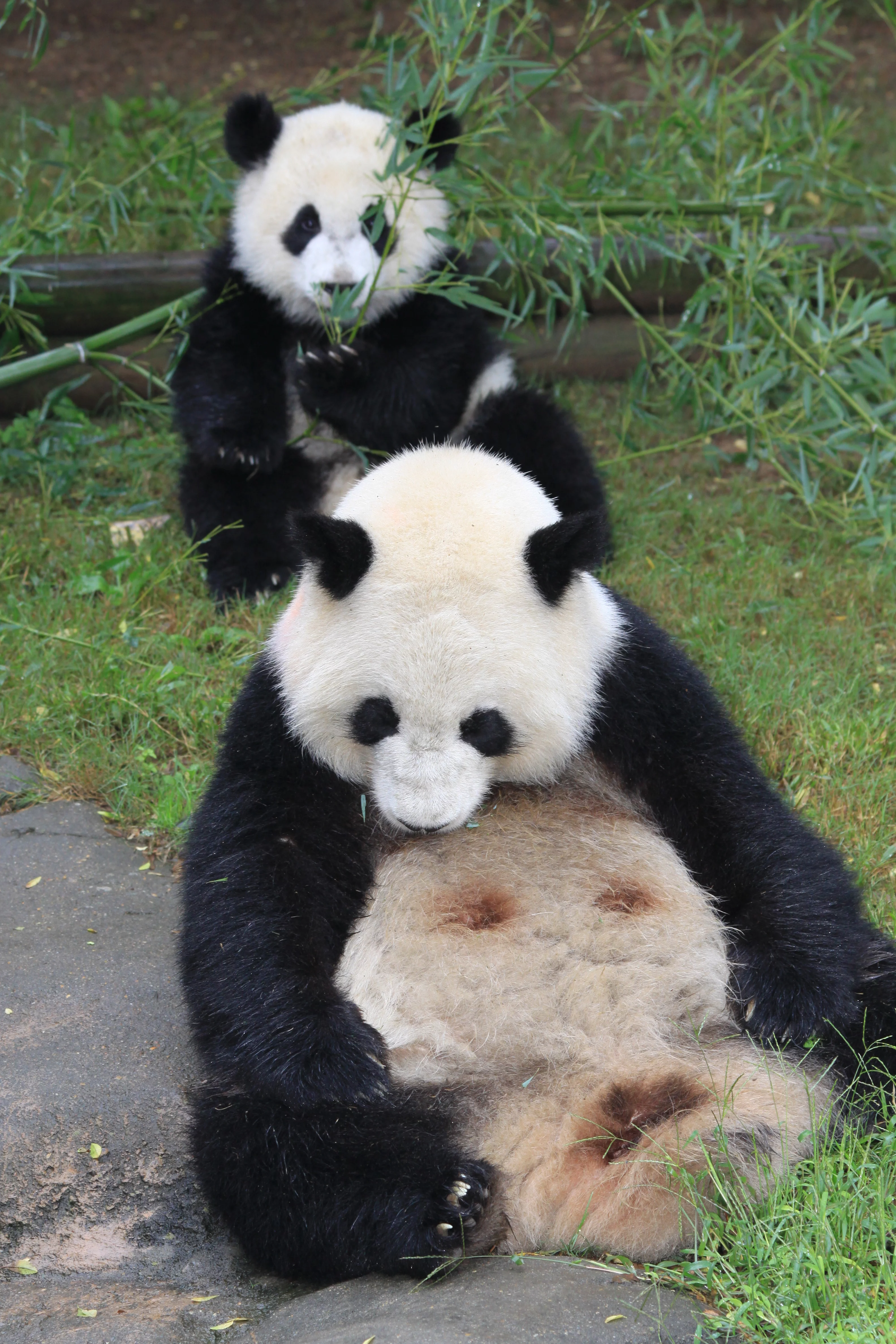 Zoo Atlanta