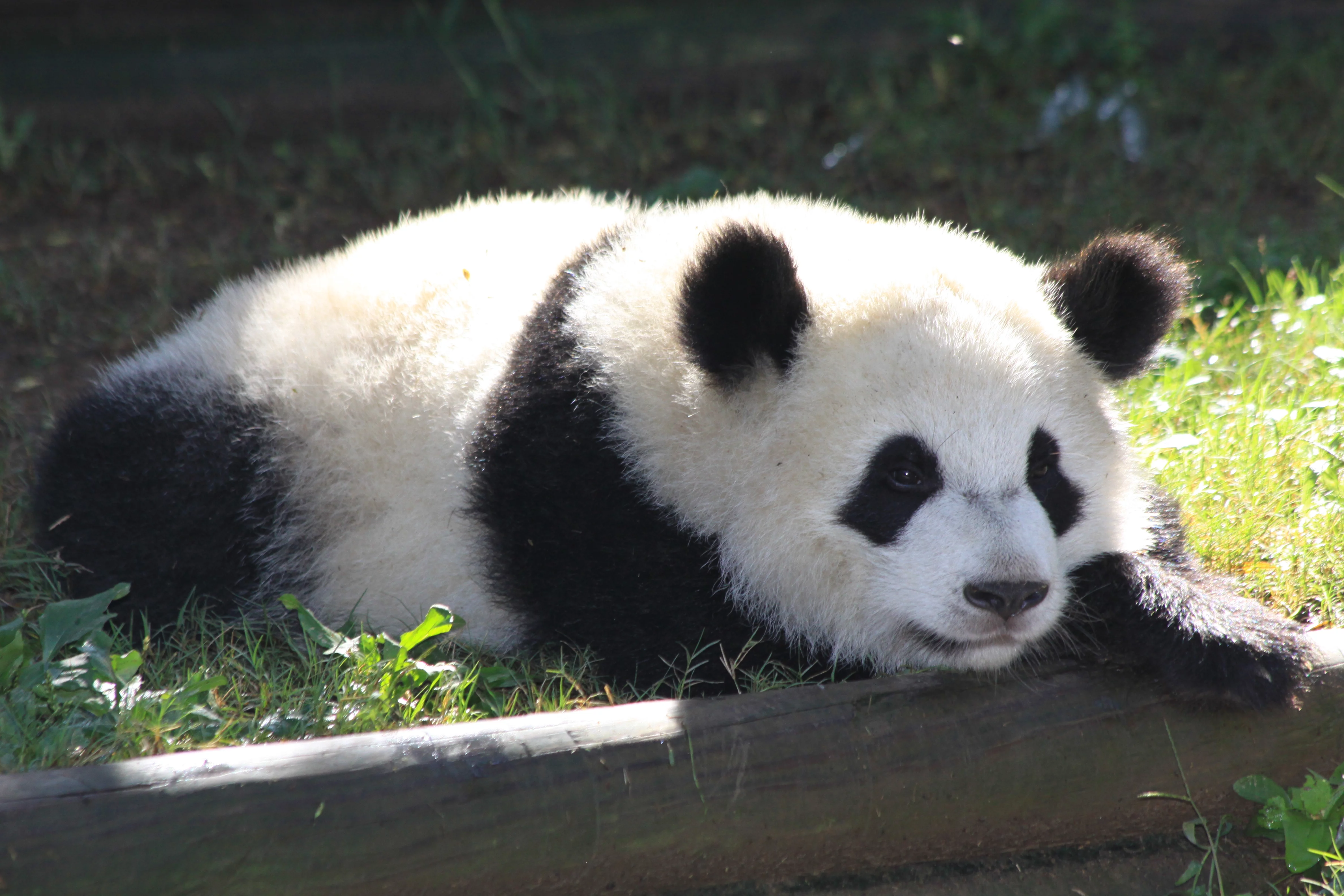 Zoo Atlanta