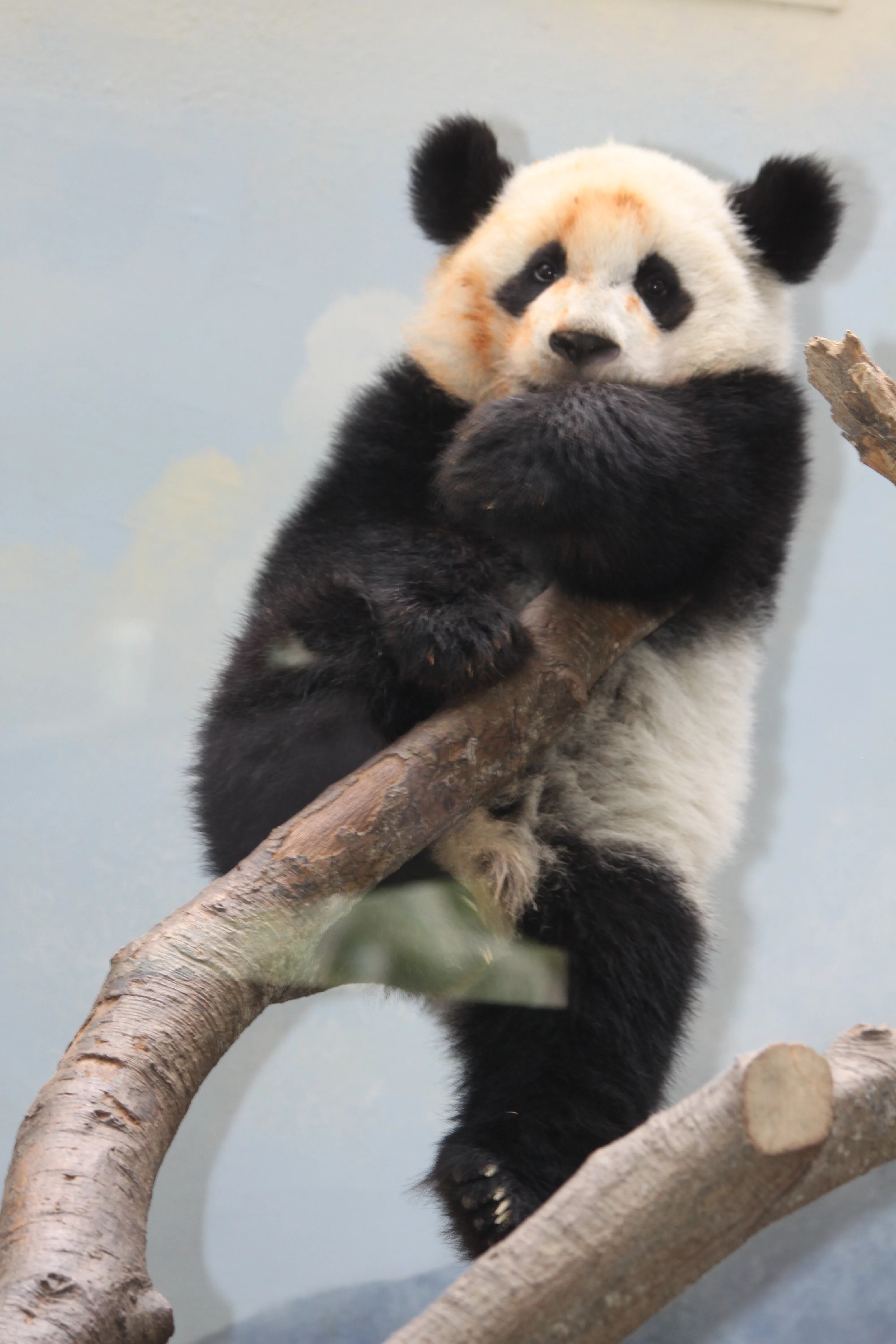 Zoo Atlanta