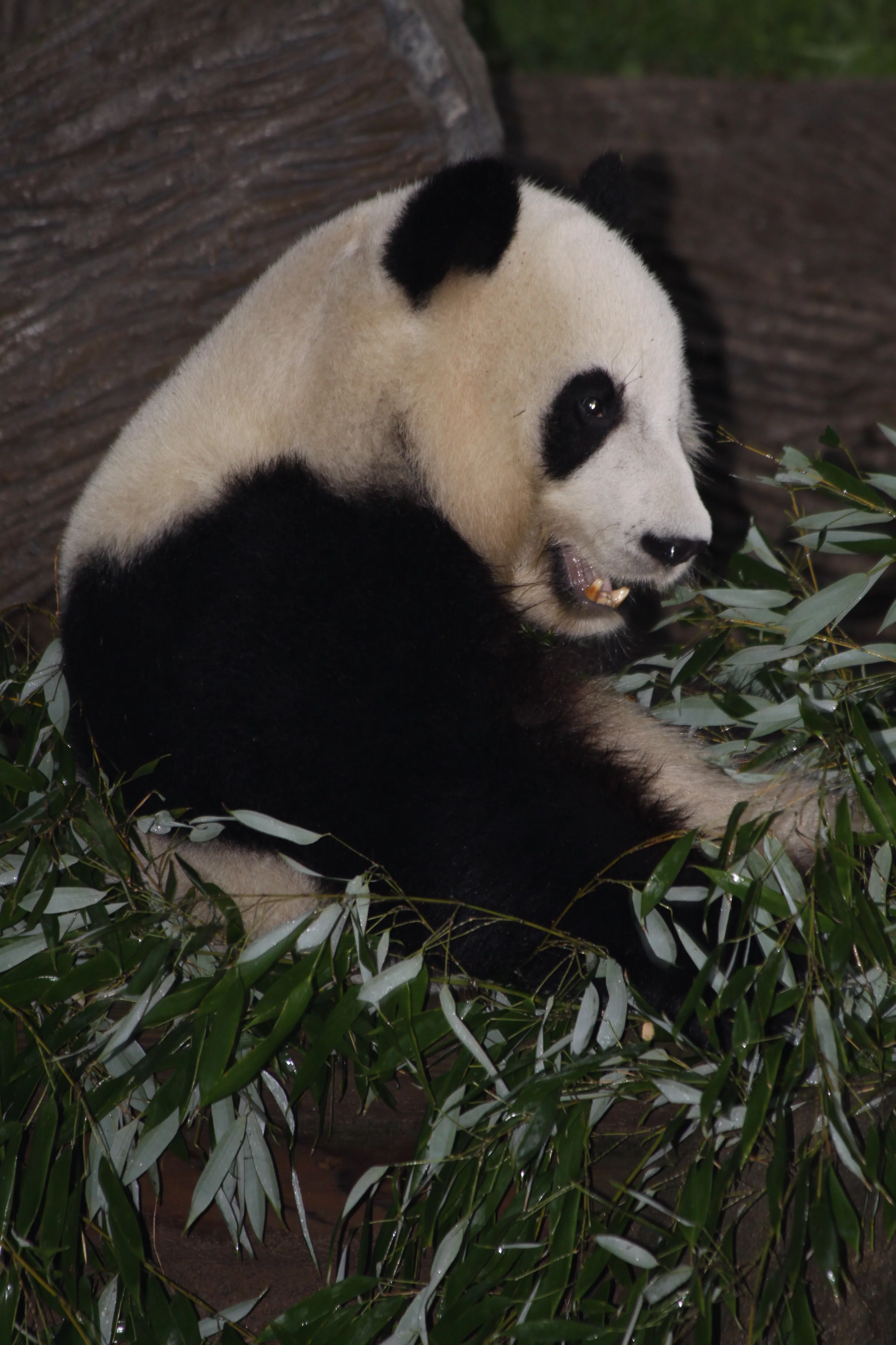 Zoo Atlanta