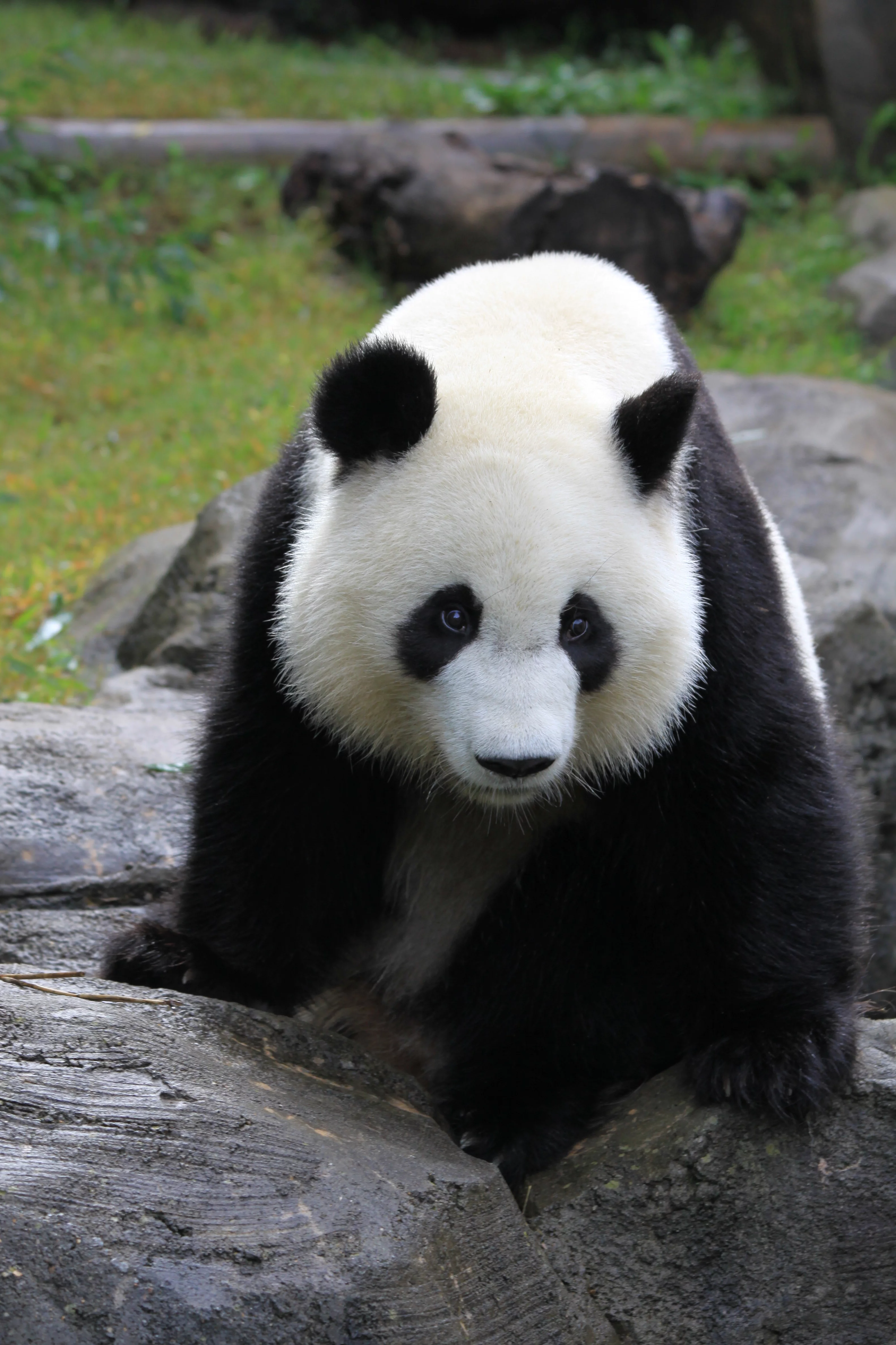 Zoo Atlanta