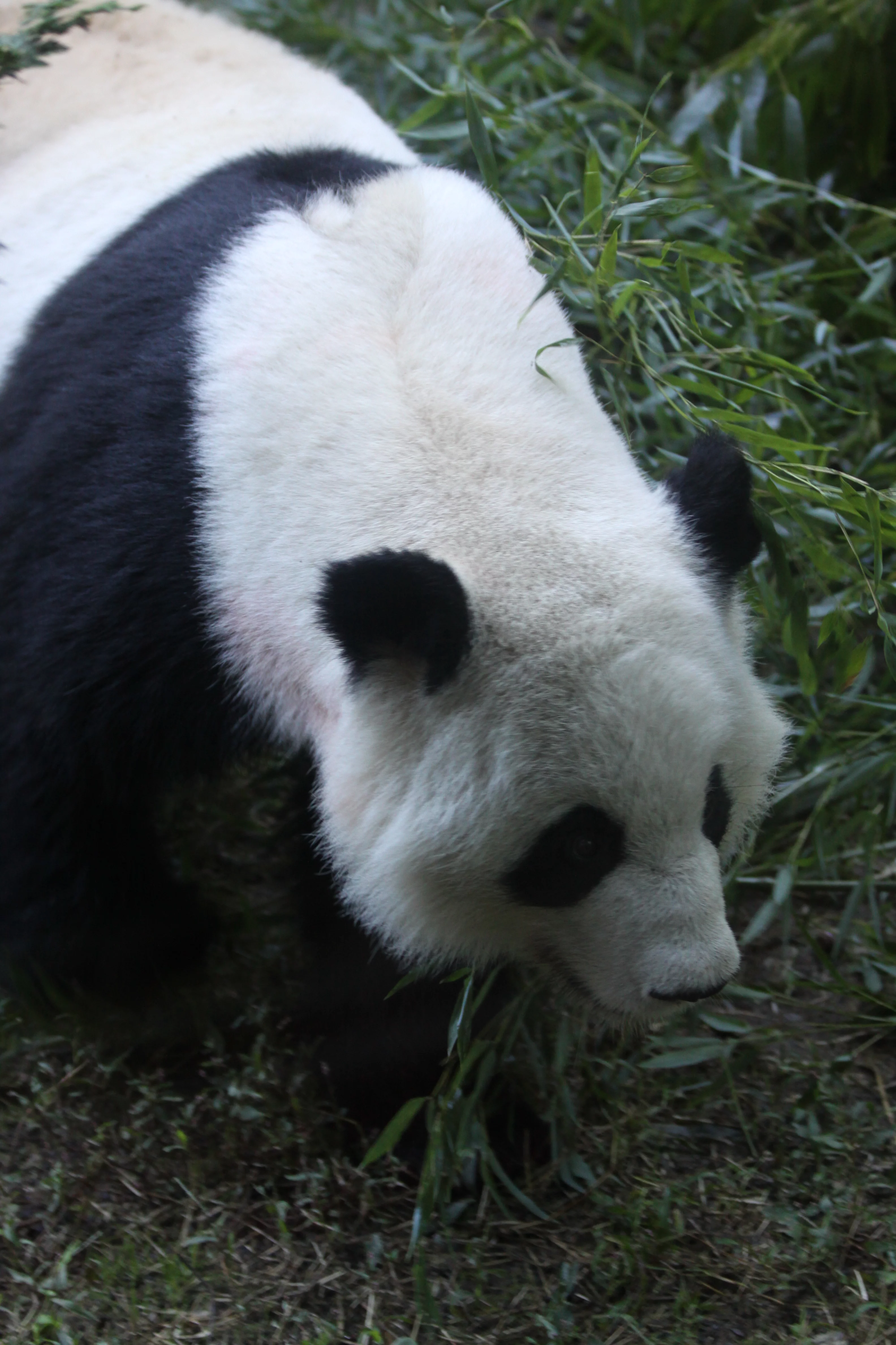 Zoo Atlanta