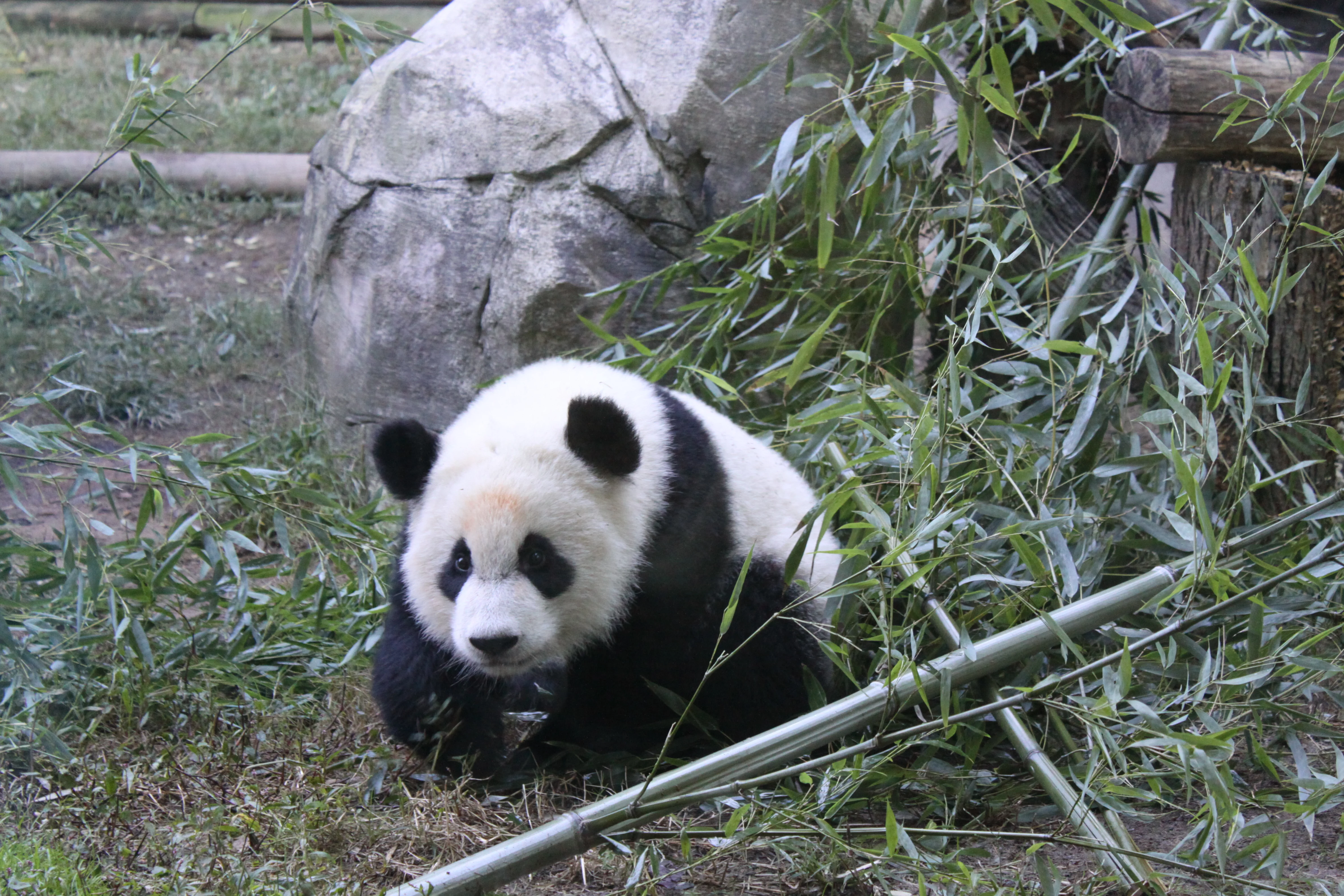 Zoo Atlanta