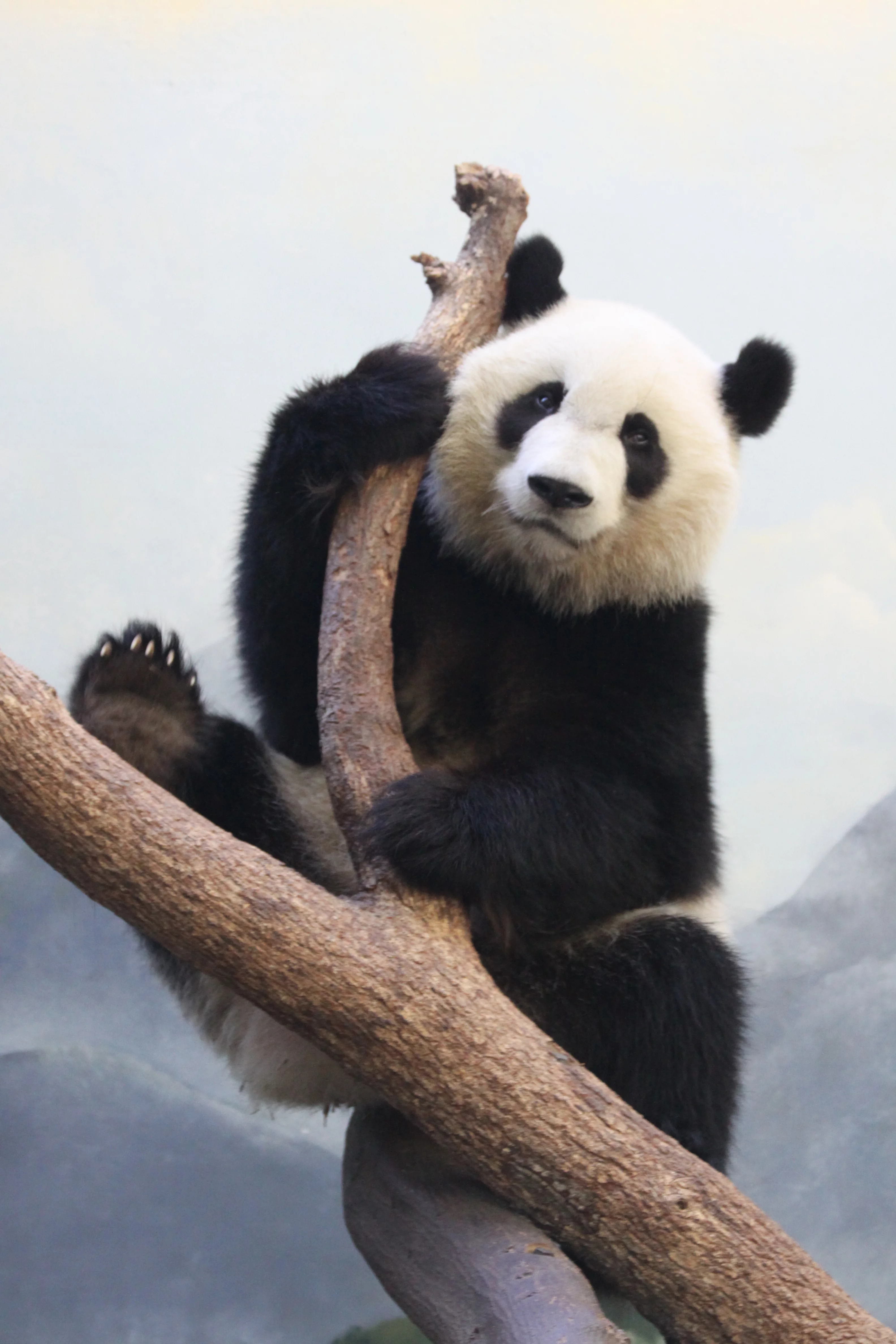 Zoo Atlanta