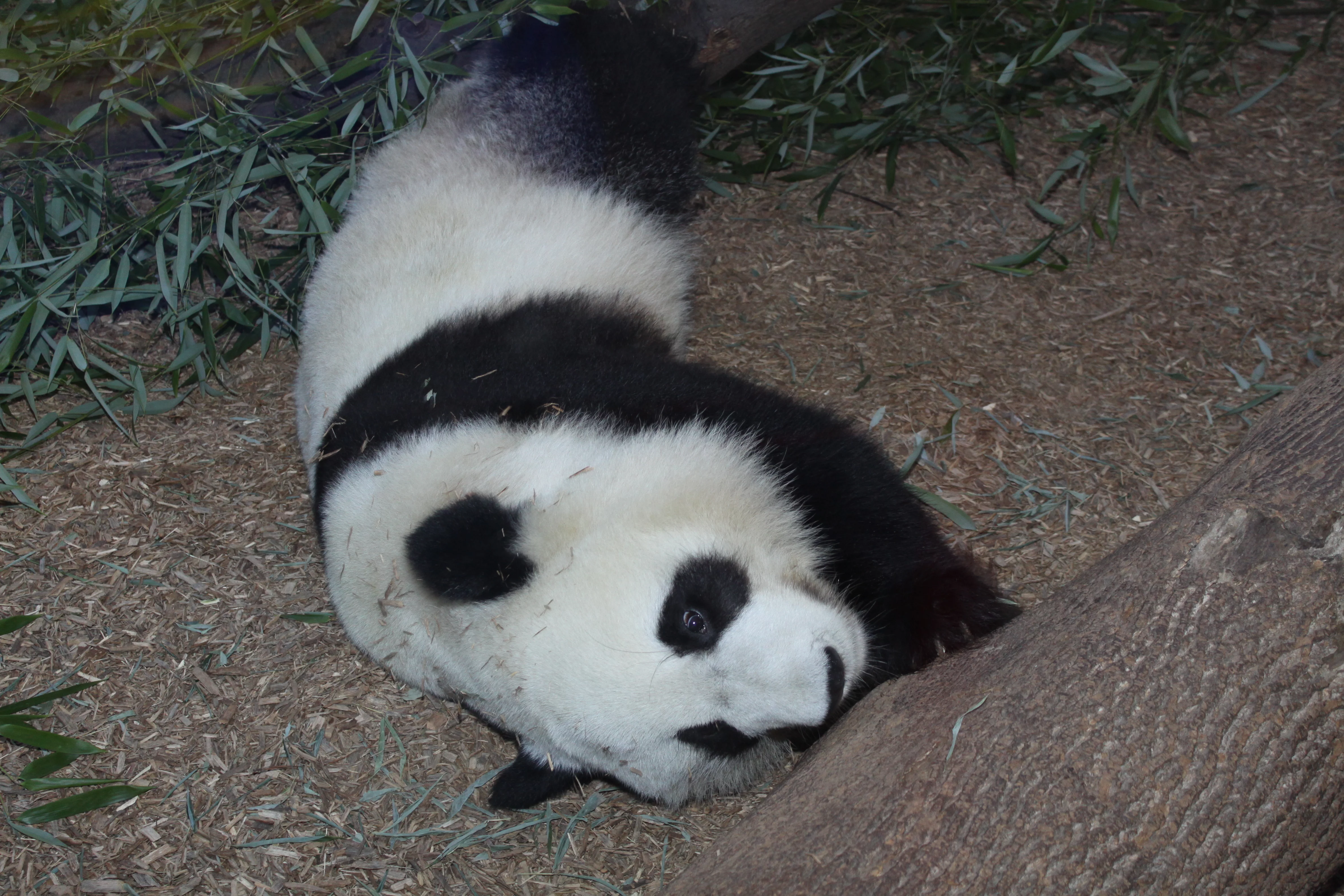 Zoo Atlanta