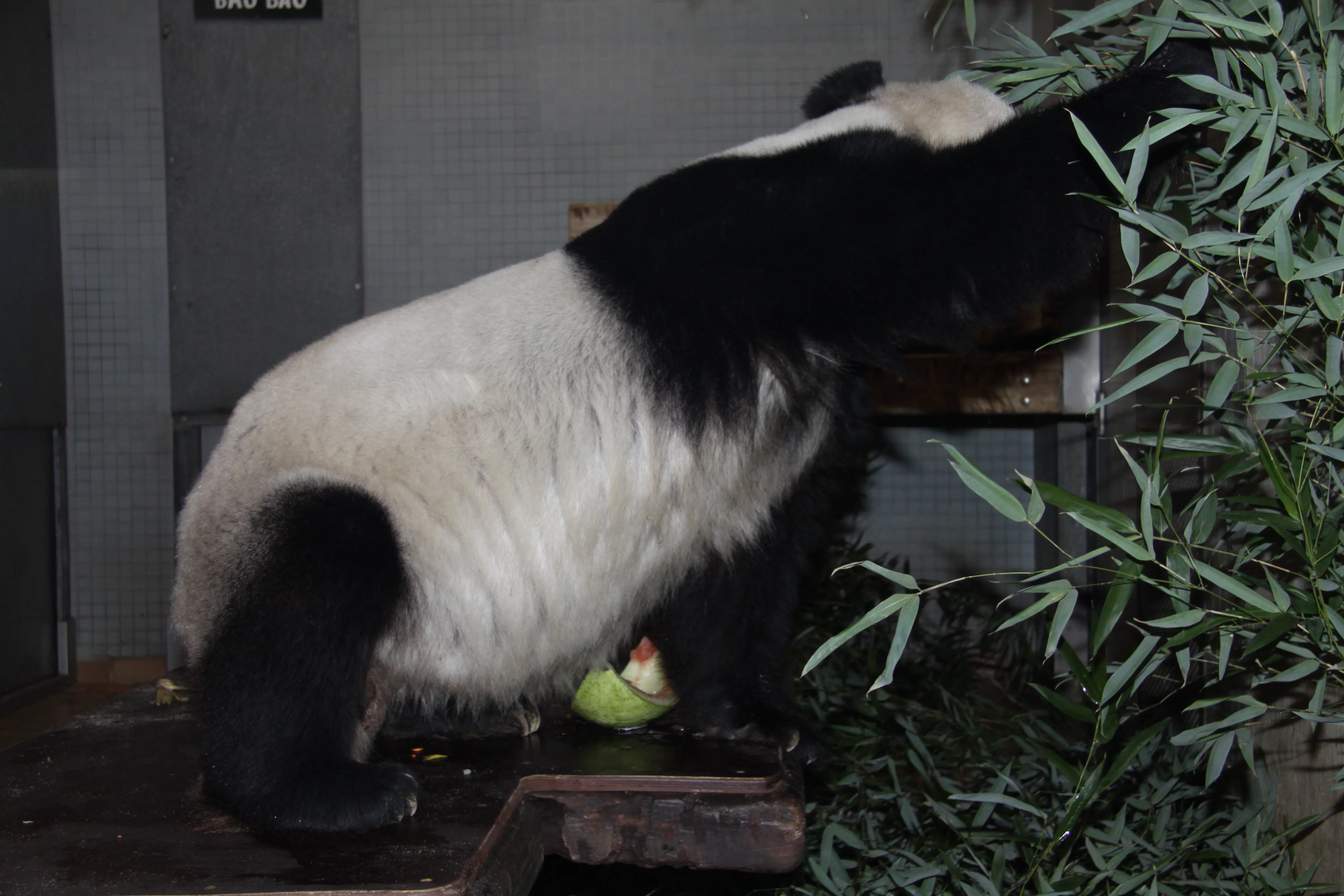 Zoo Berlin