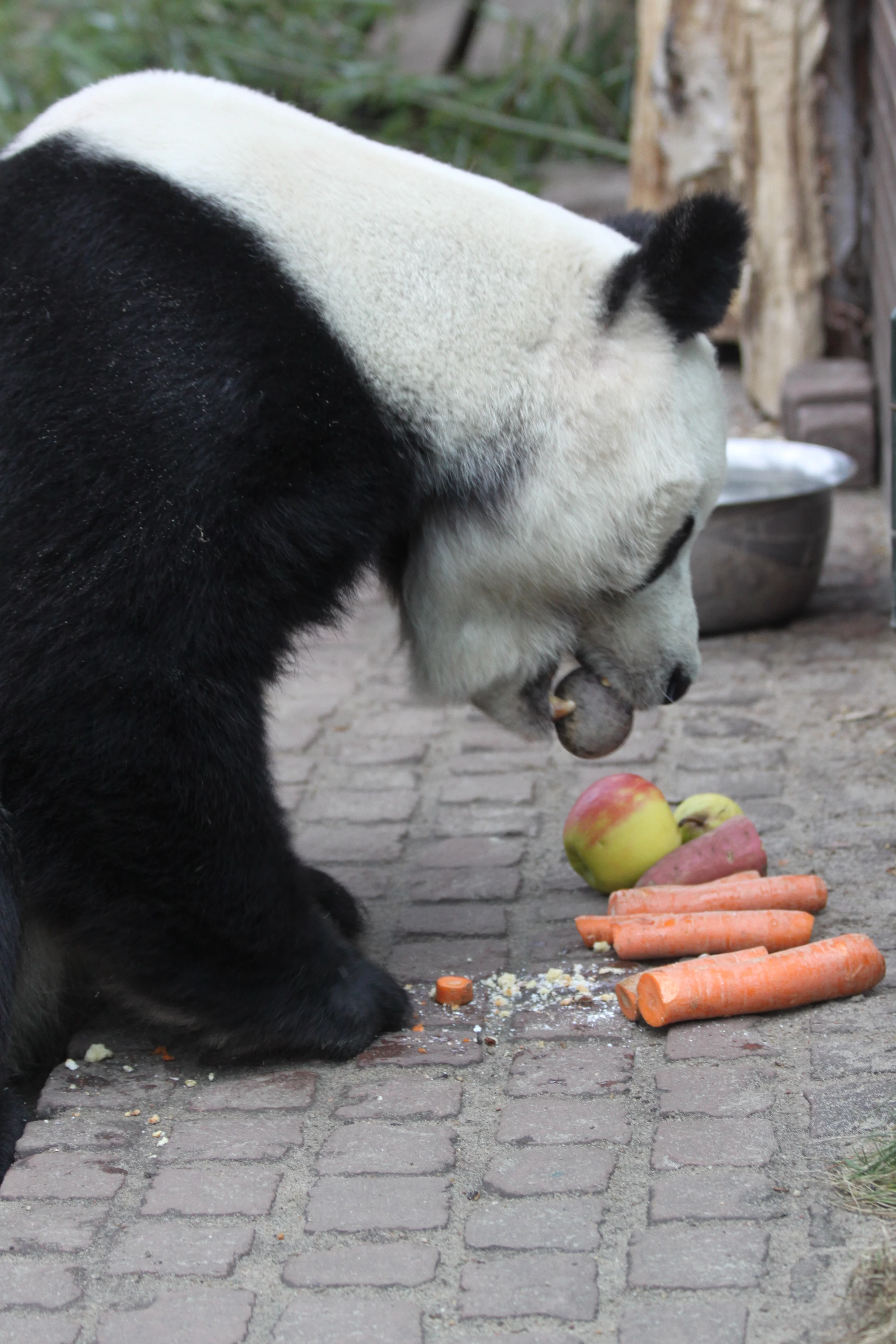 Zoo Berlin