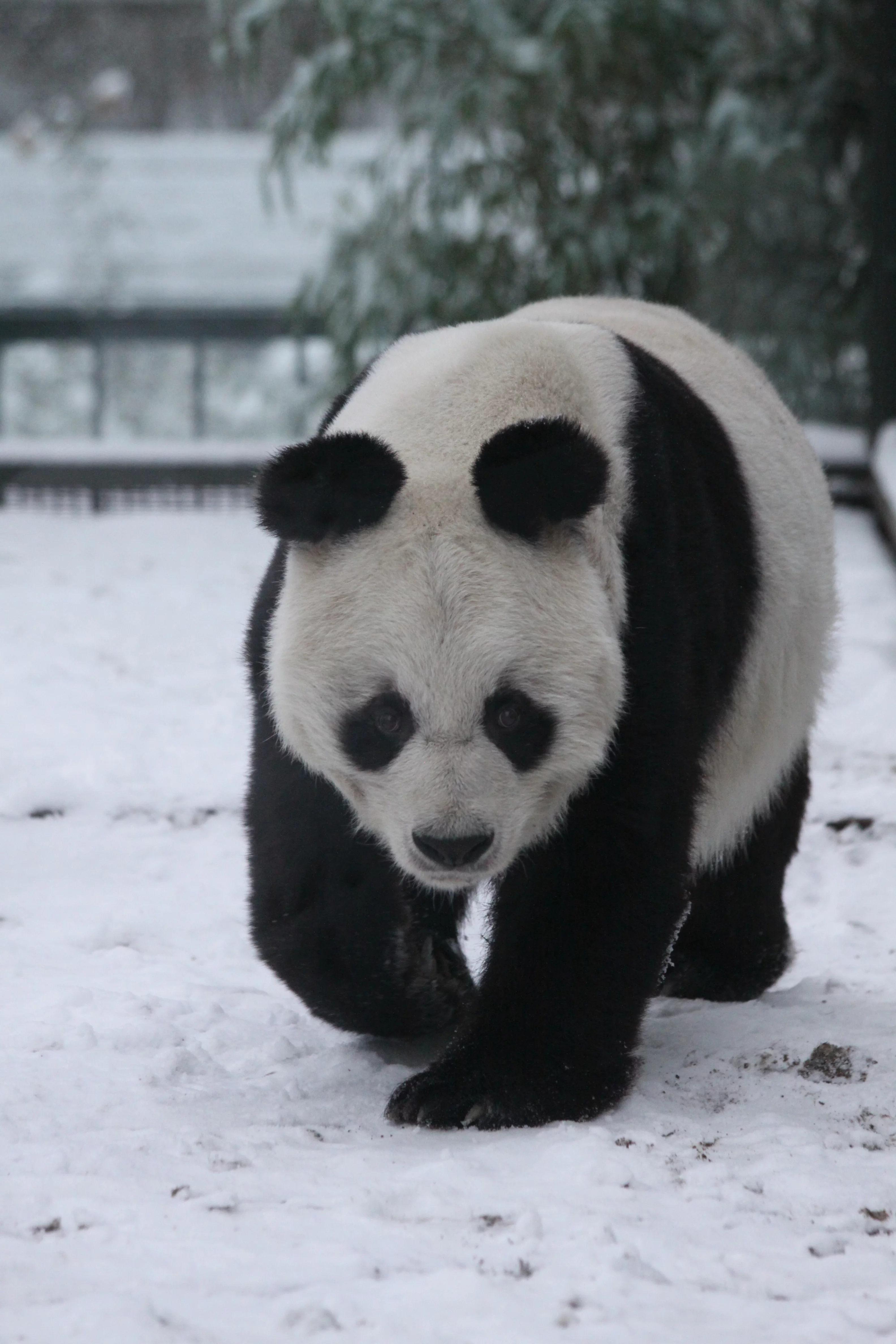 Zoo Berlin