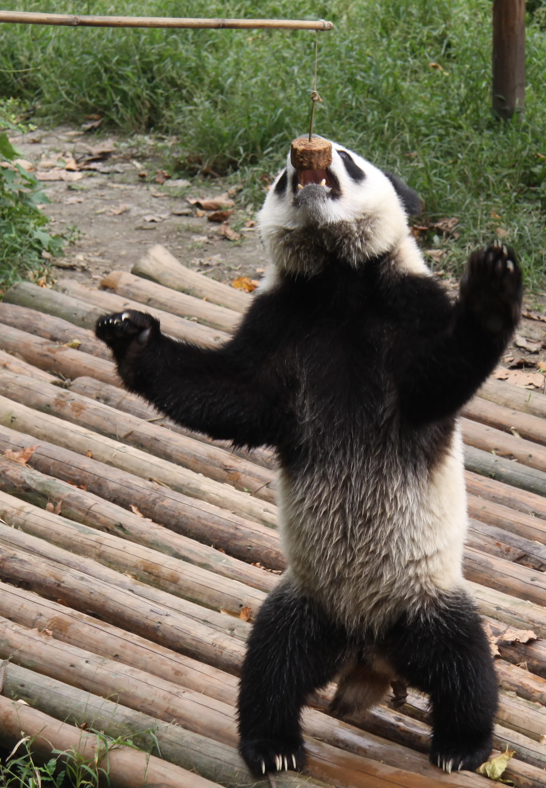 Chengdu Research Base of Giant Panda Breeding
