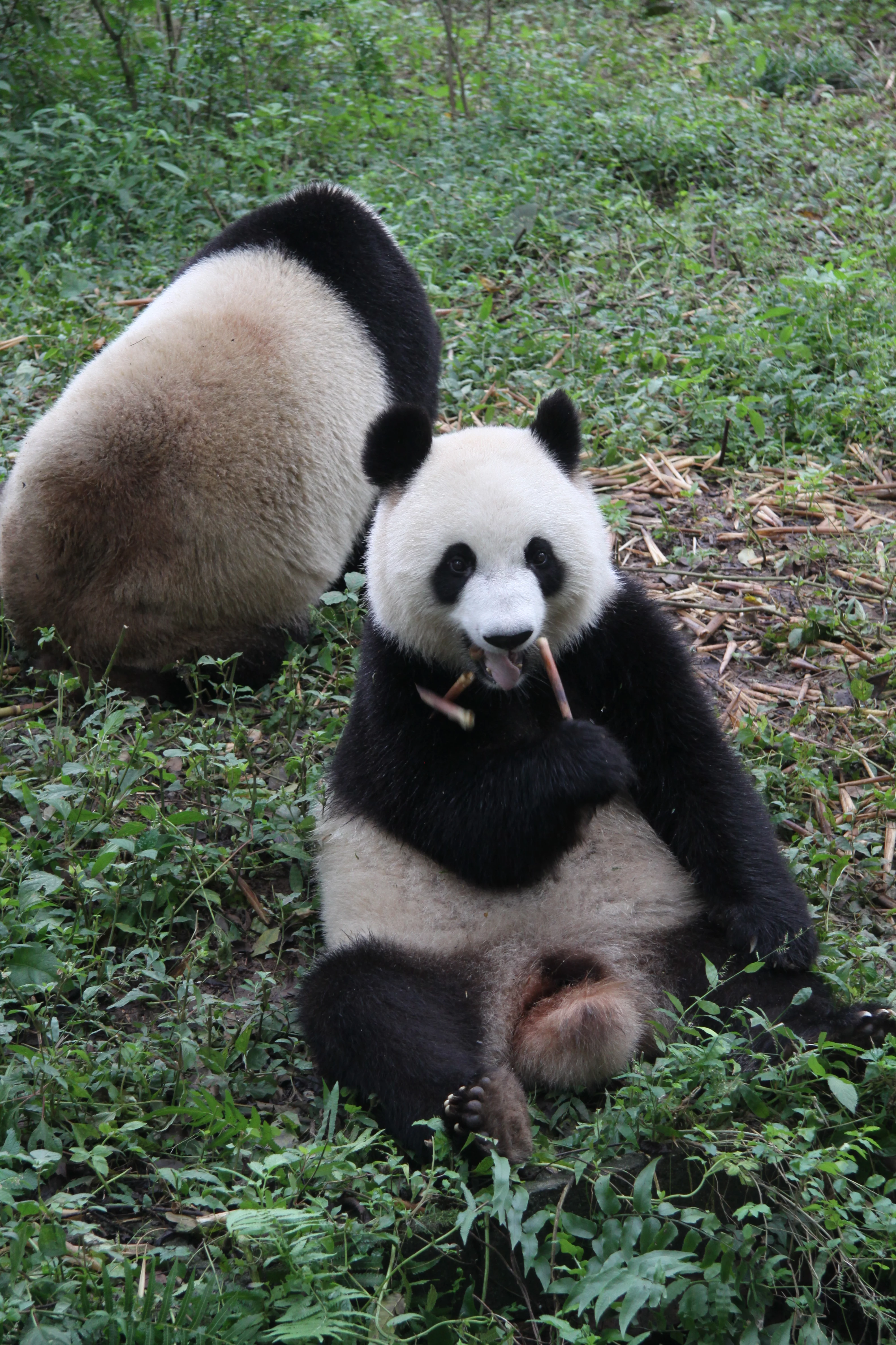 Chengdu Research Base of Giant Panda Breeding