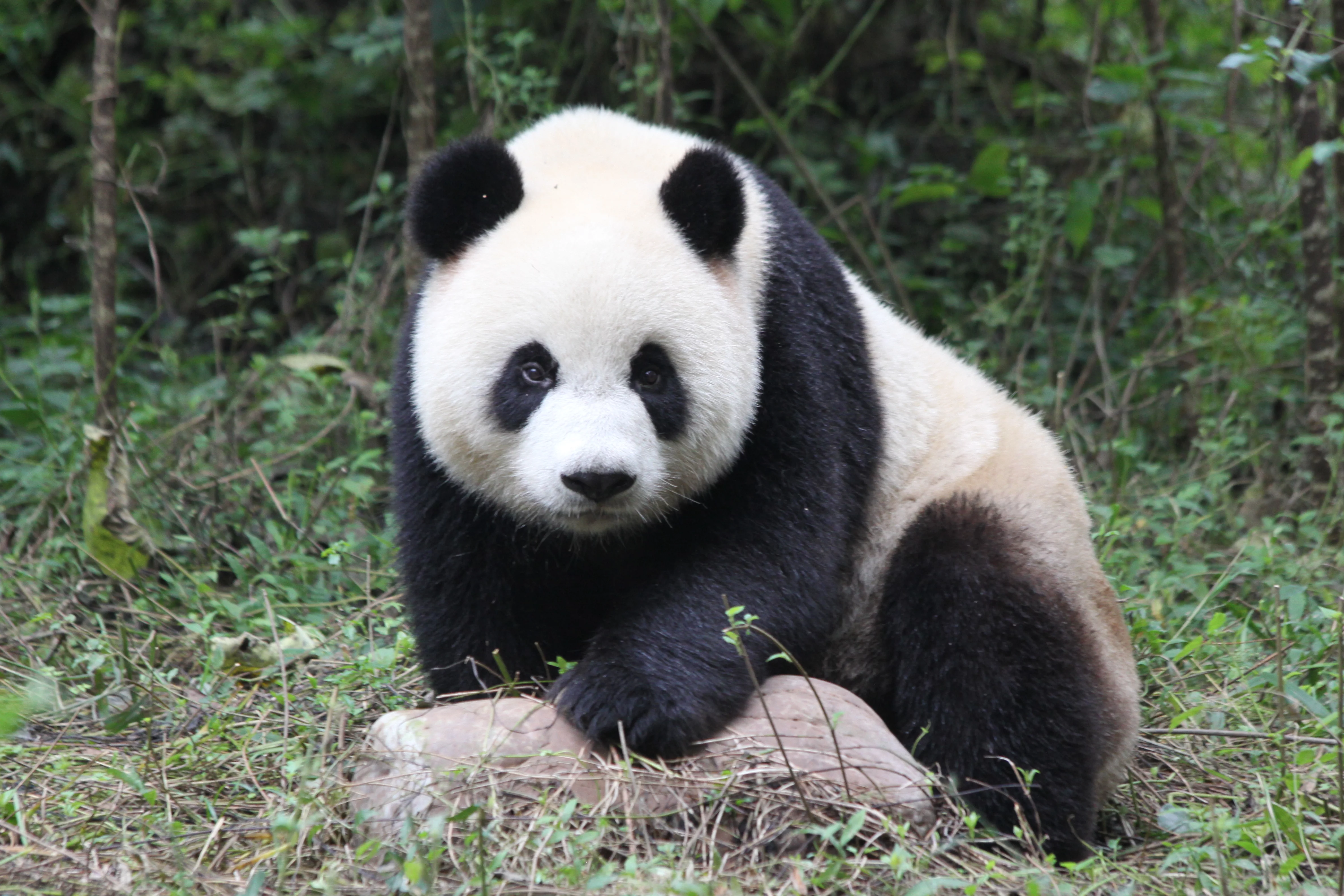 Chengdu Research Base of Giant Panda Breeding