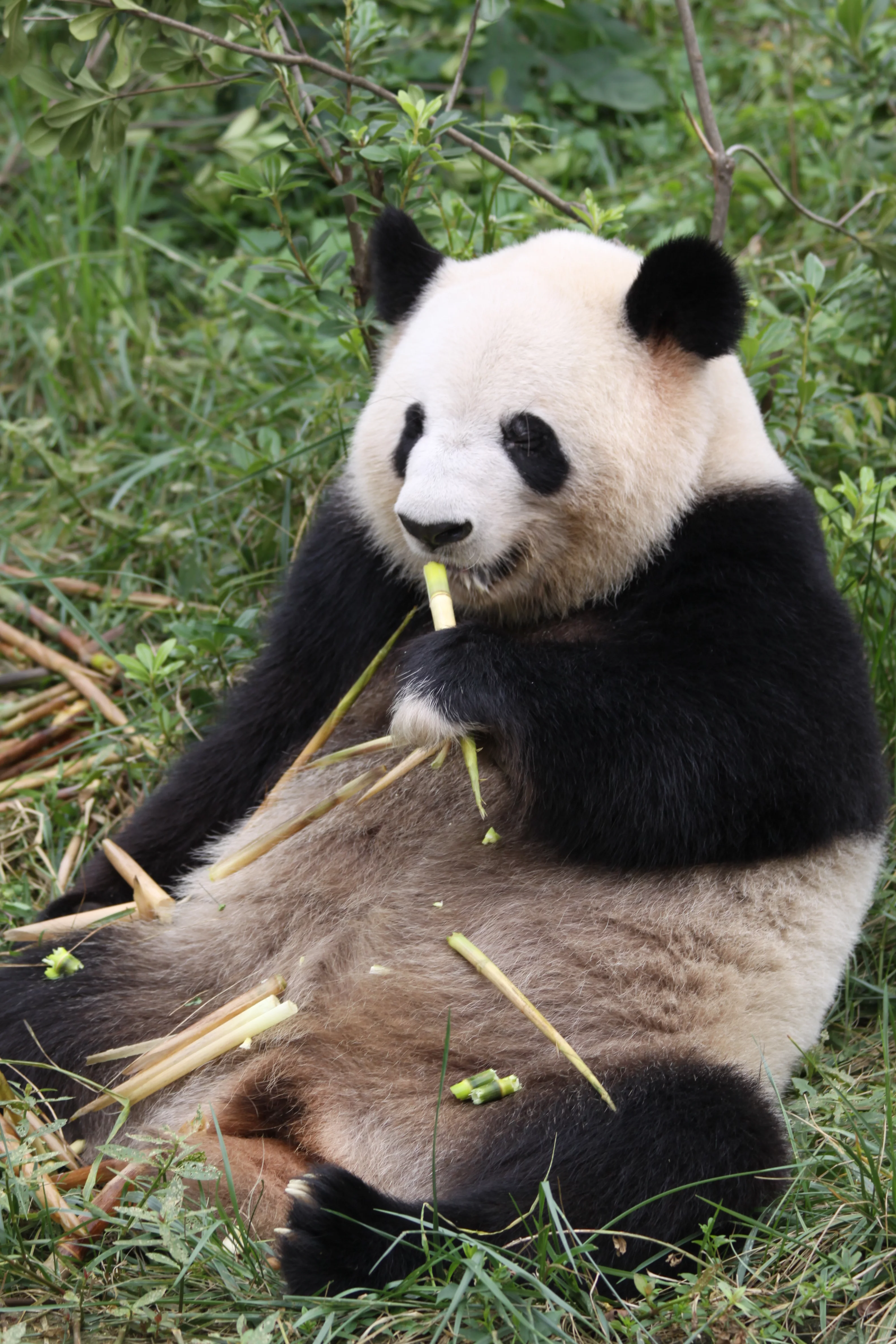 Chengdu Research Base of Giant Panda Breeding