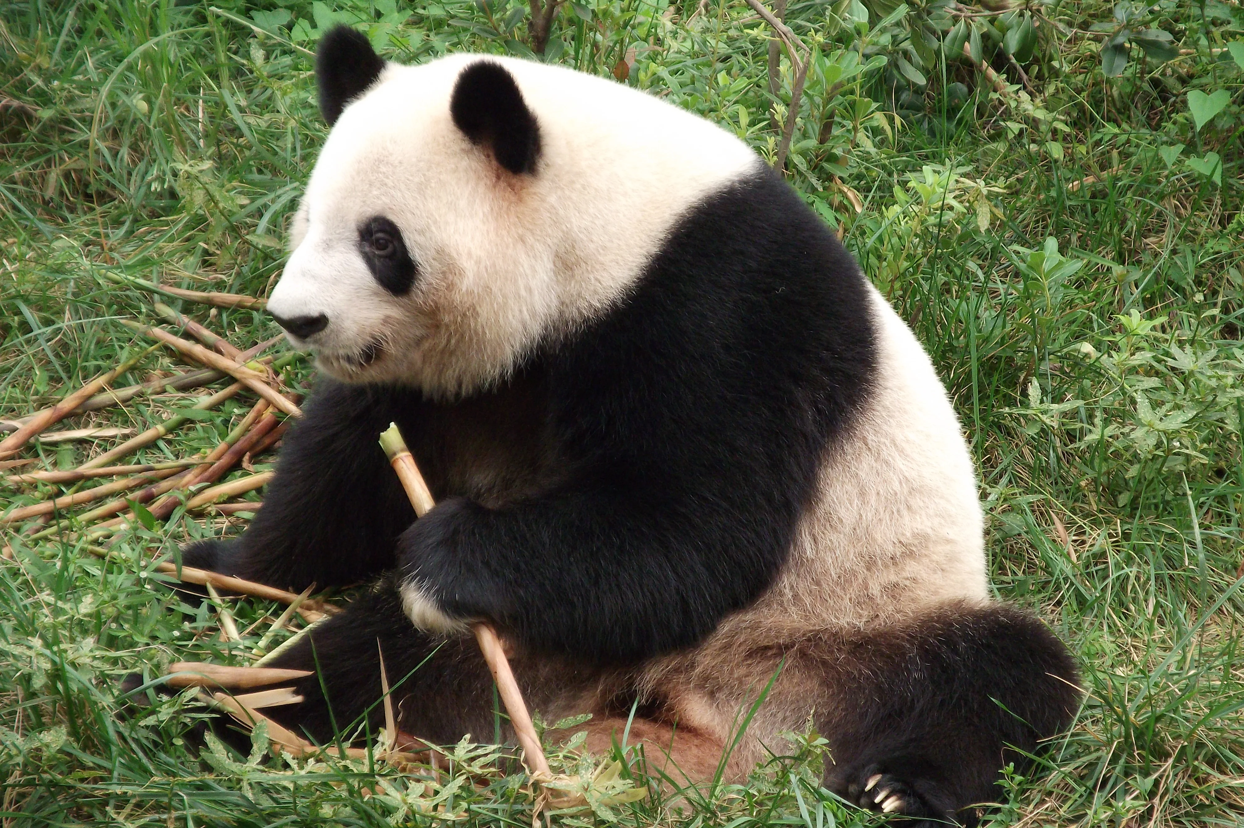 Chengdu Research Base of Giant Panda Breeding