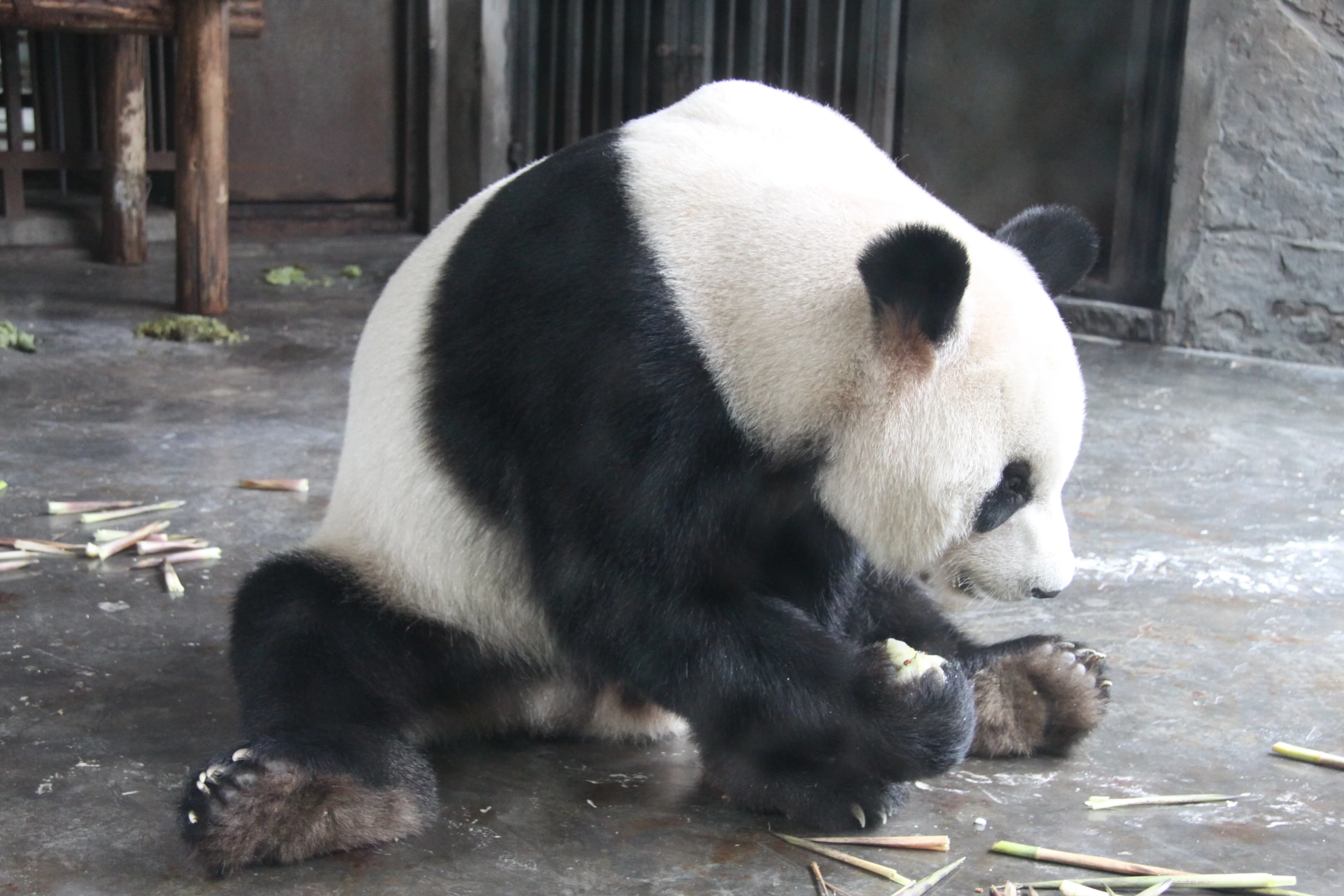 Chengdu Research Base of Giant Panda Breeding