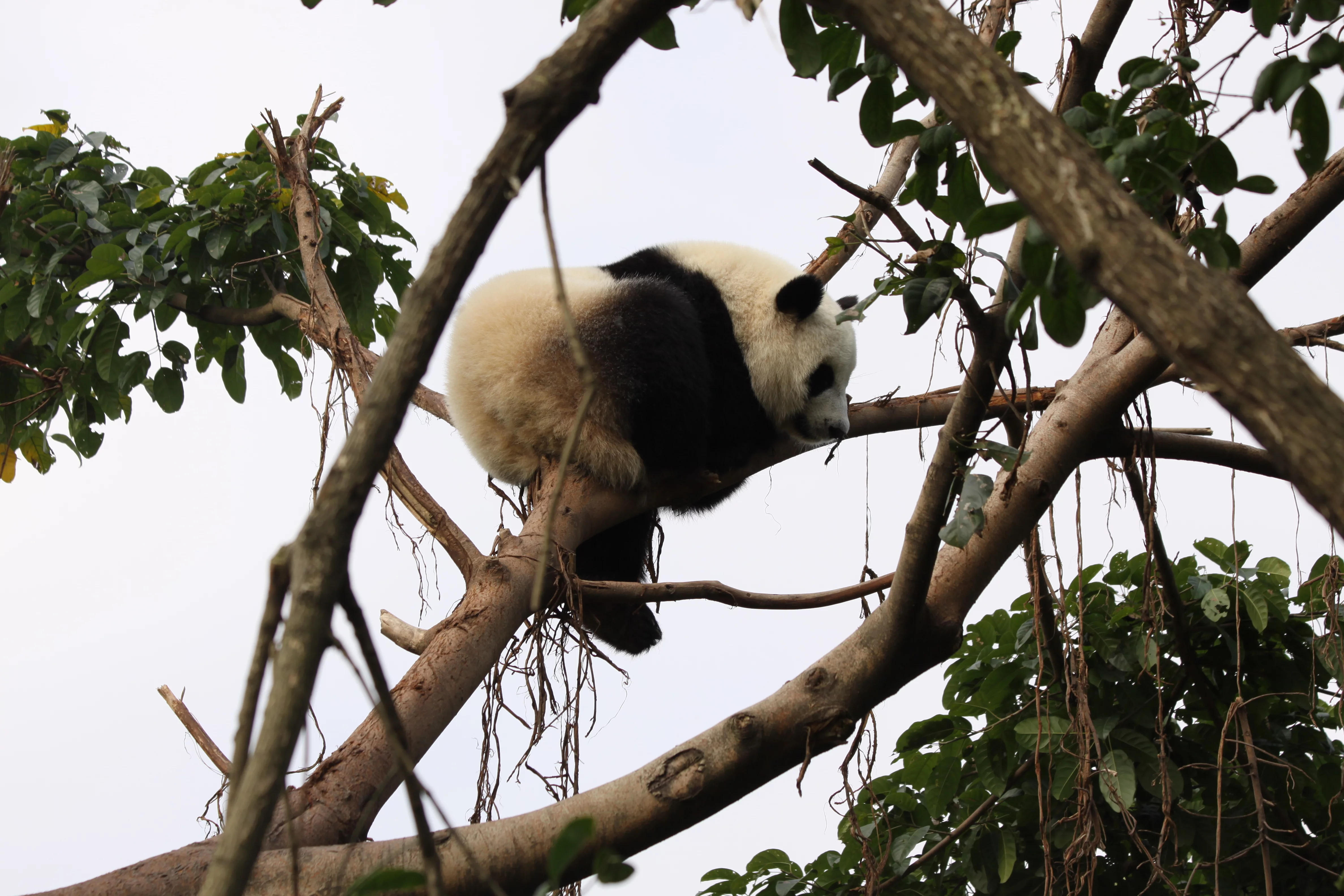 Chengdu Research Base of Giant Panda Breeding