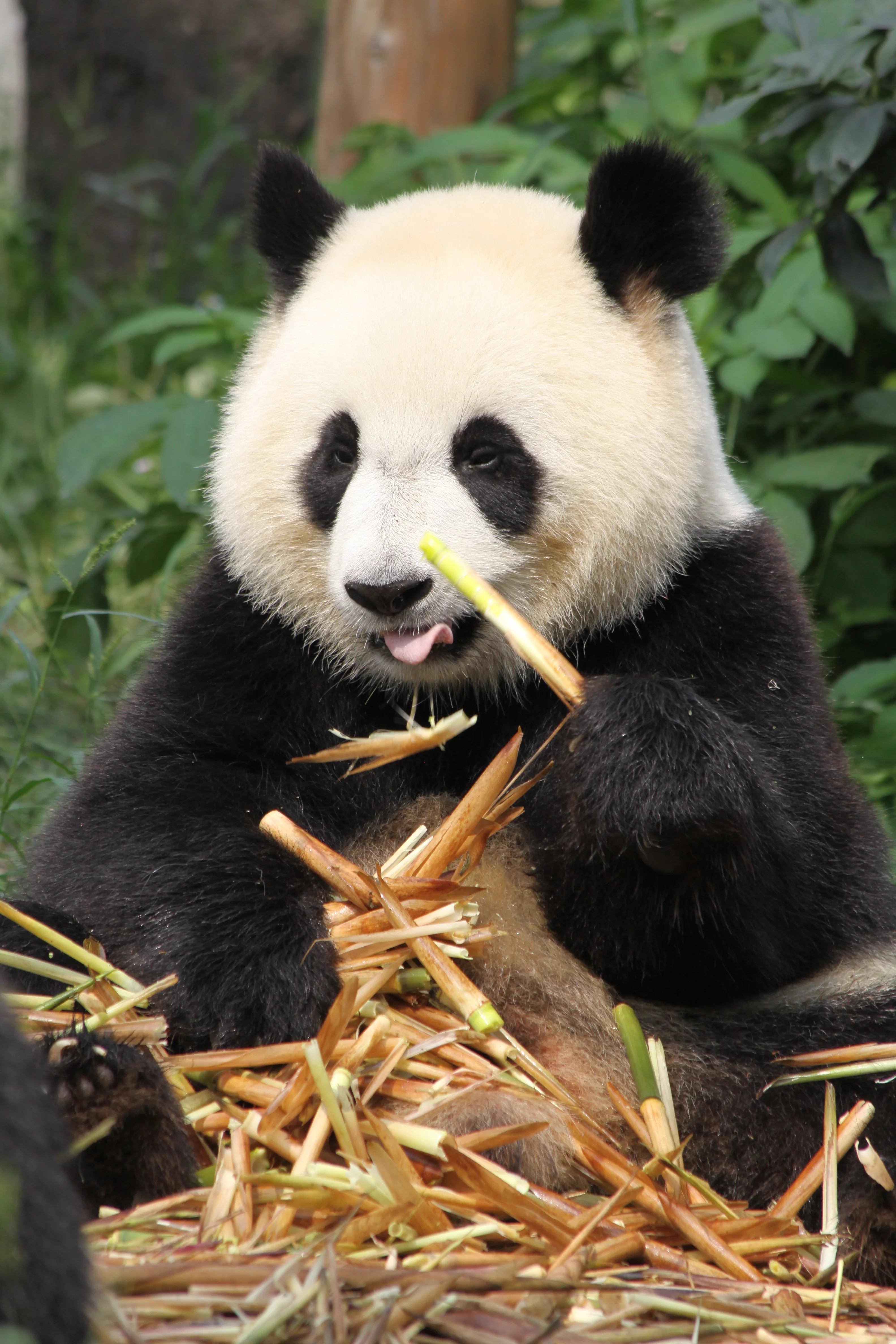 Chengdu Research Base of Giant Panda Breeding