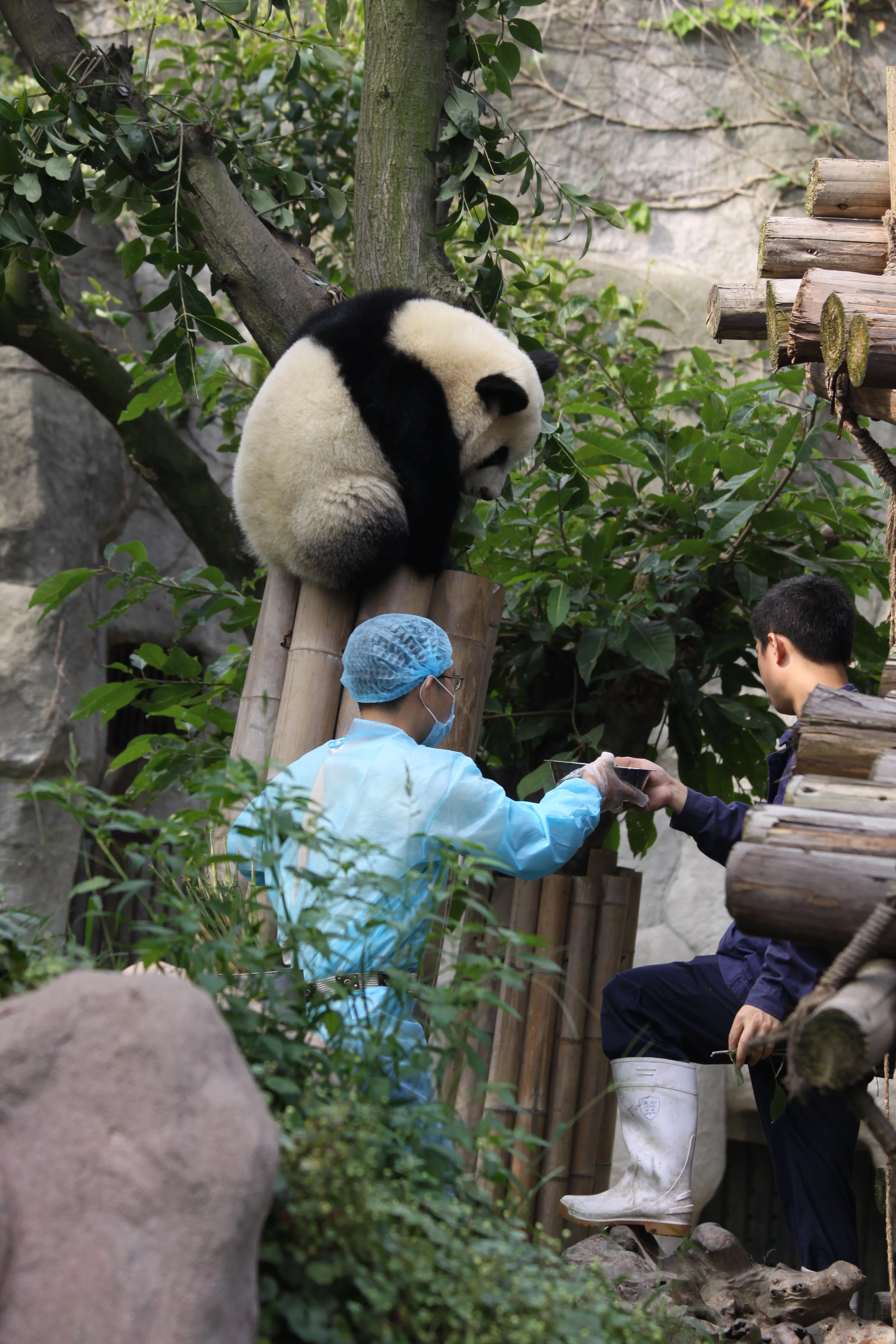Chengdu Research Base of Giant Panda Breeding