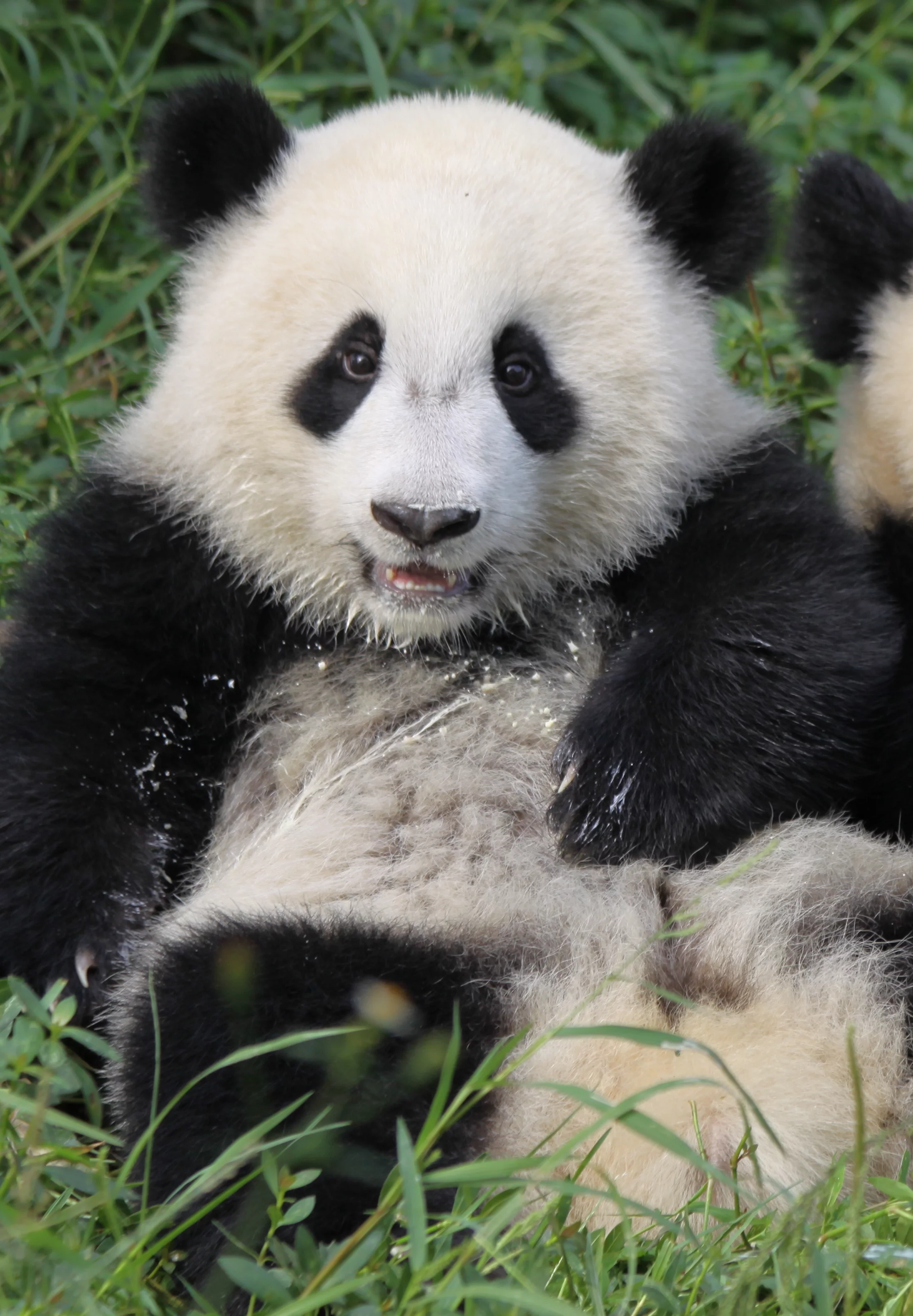 Chengdu Research Base of Giant Panda Breeding
