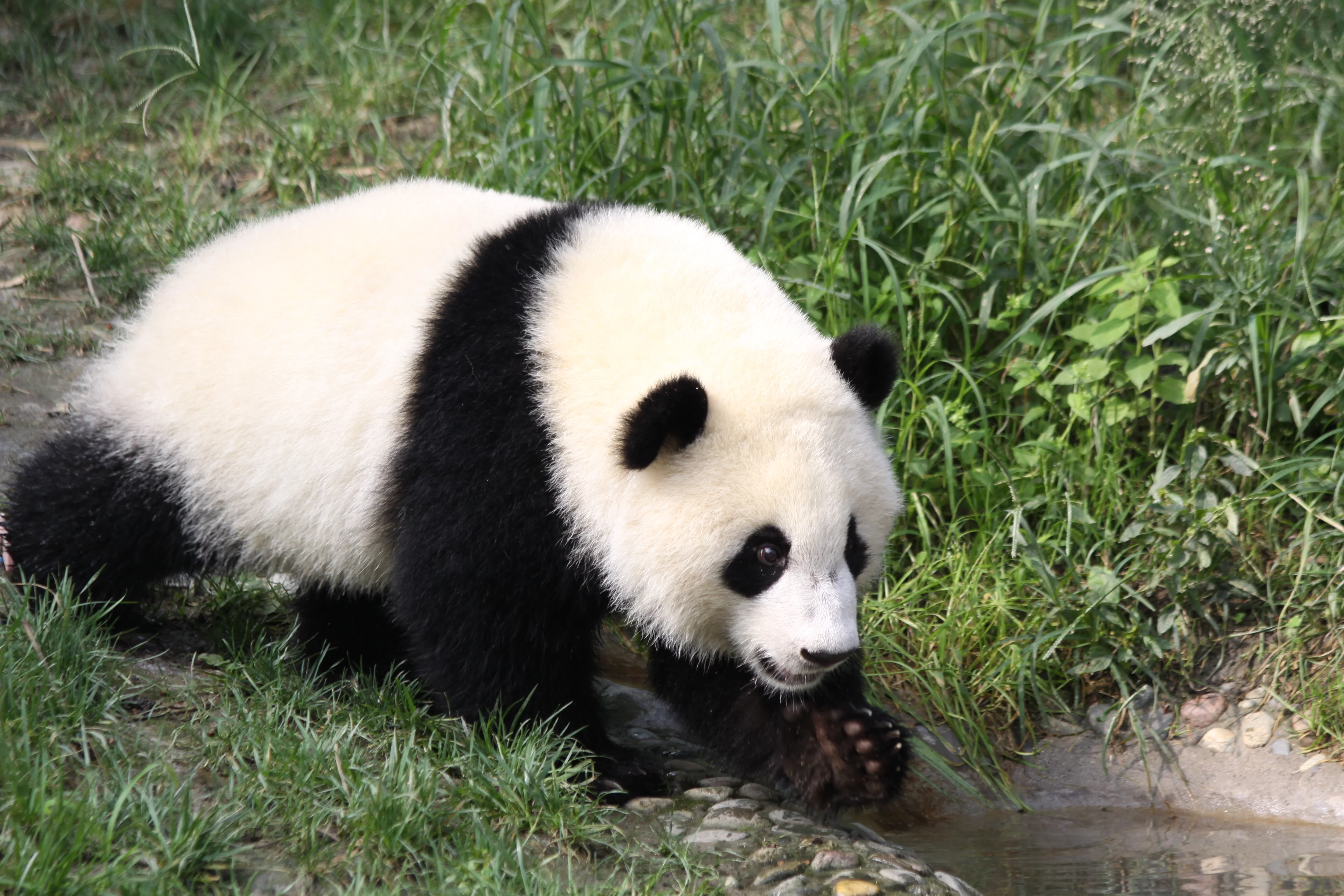 Chengdu Research Base of Giant Panda Breeding