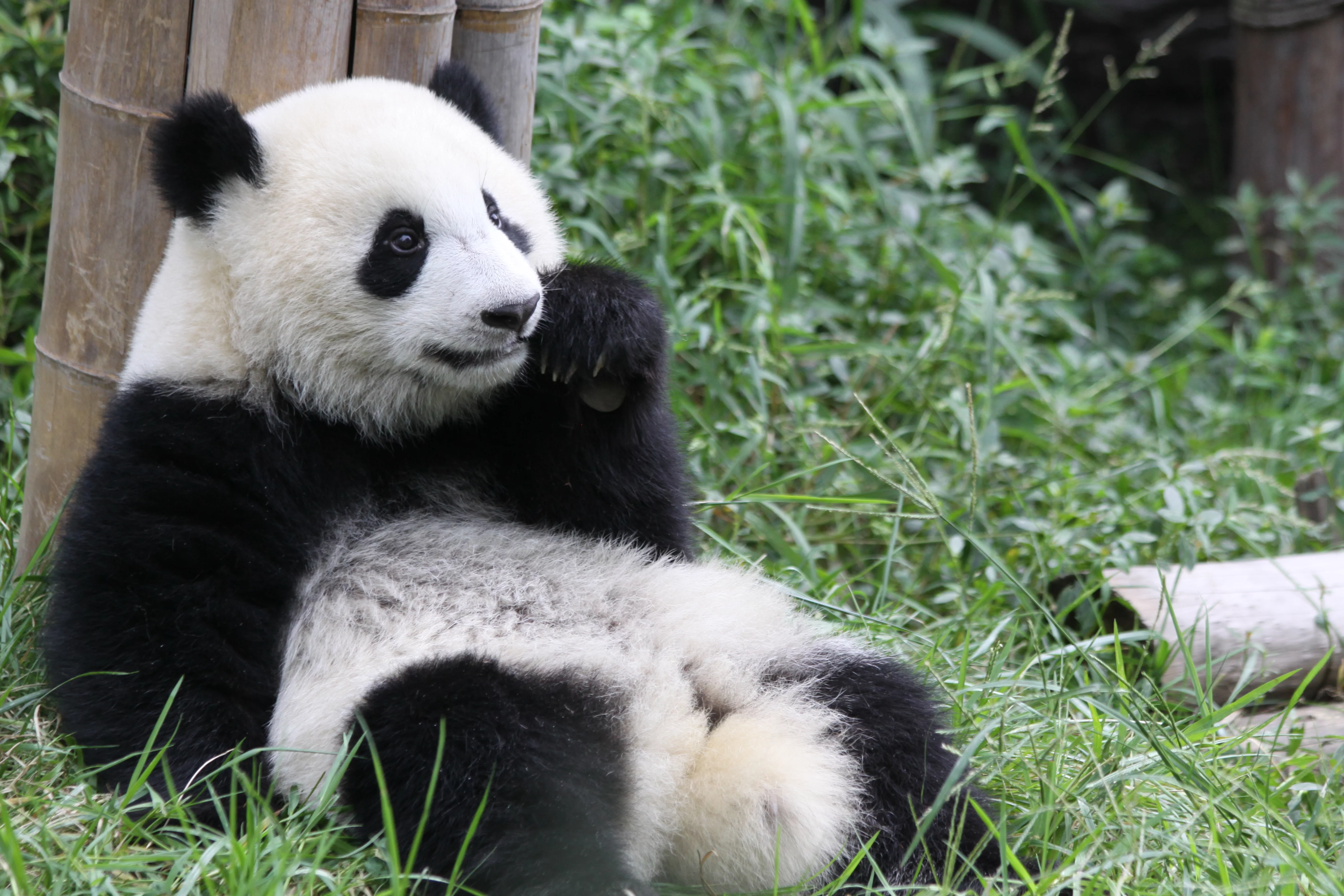 Chengdu Research Base of Giant Panda Breeding