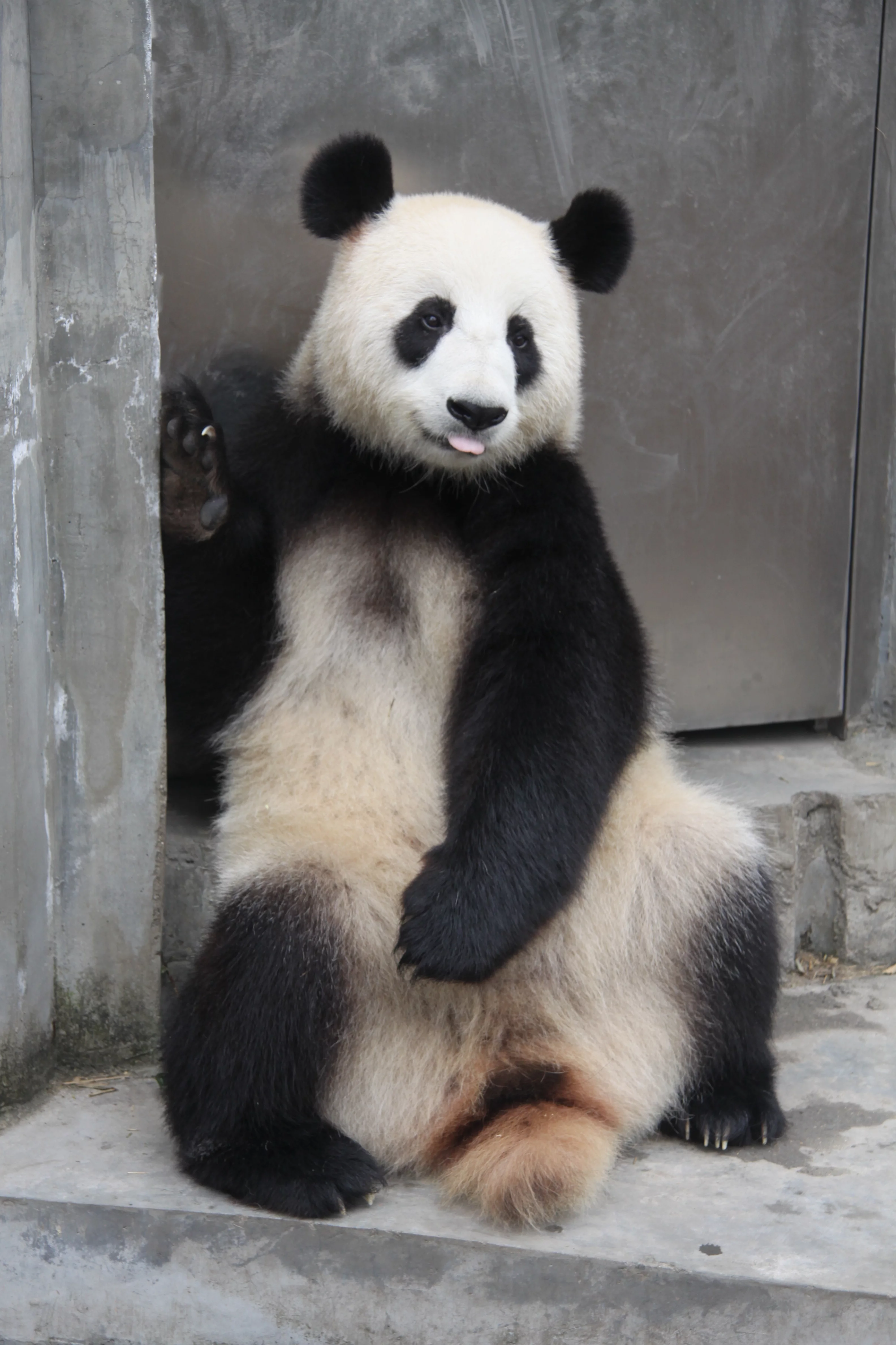 Chengdu Research Base of Giant Panda Breeding