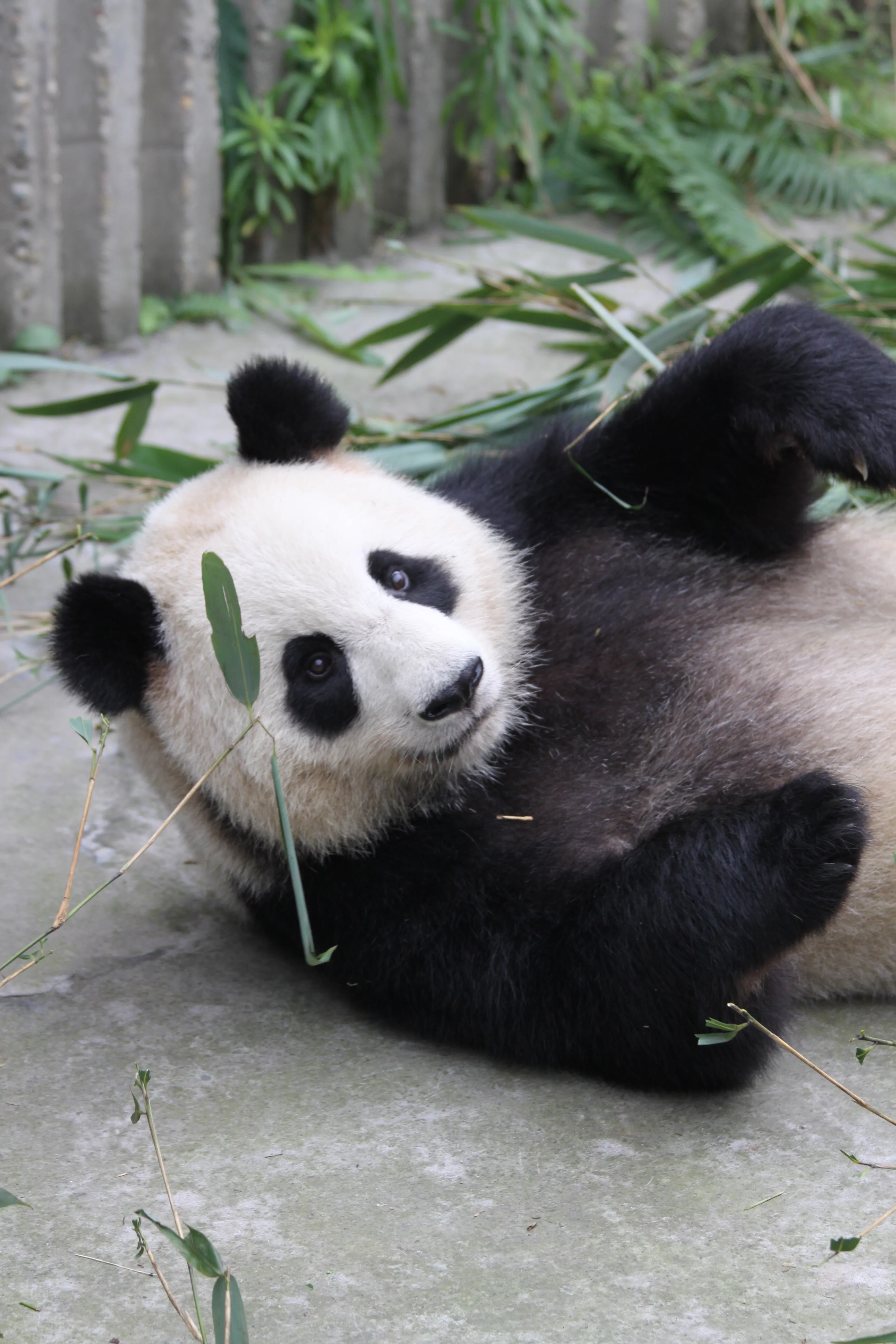 Chengdu Research Base of Giant Panda Breeding