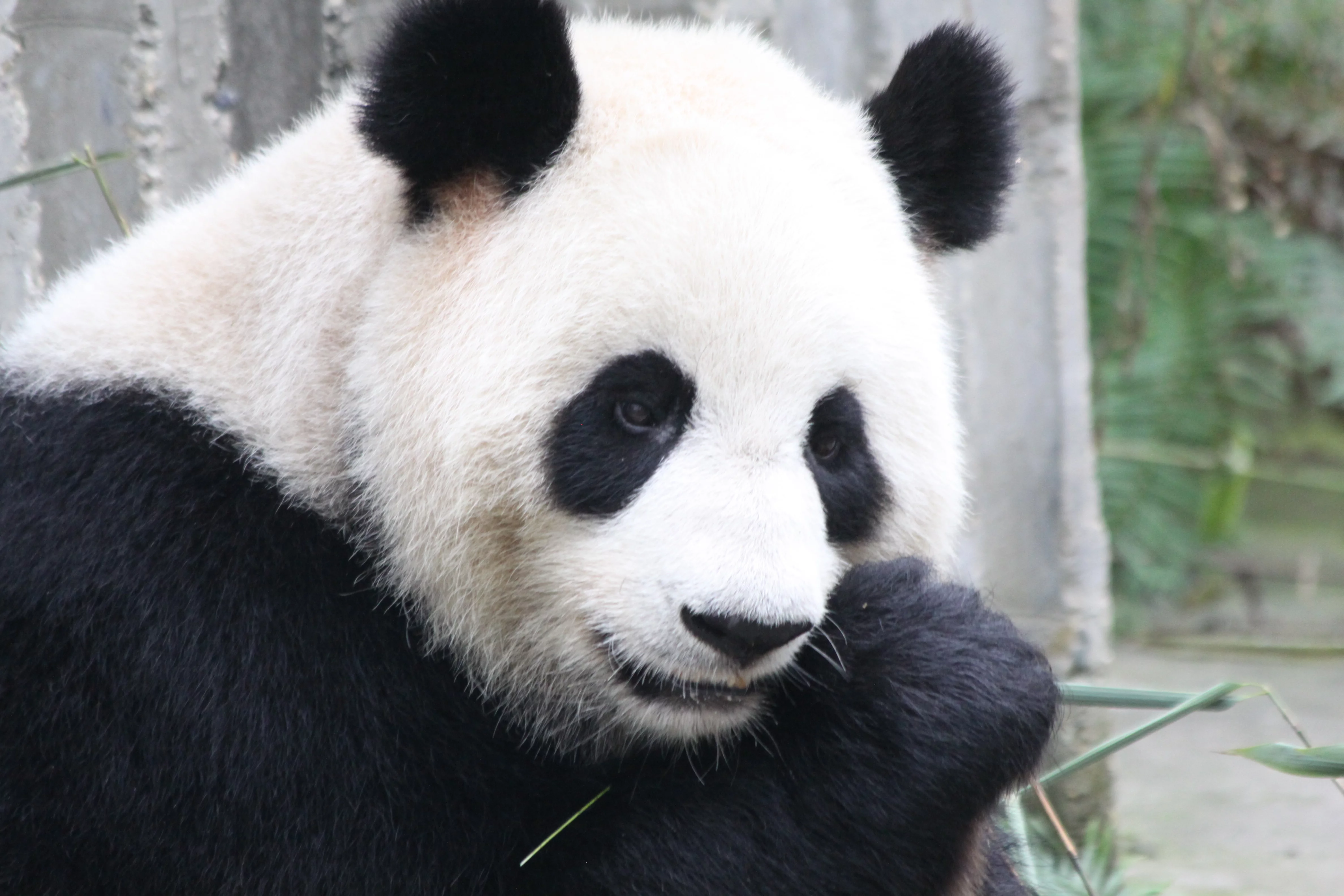 Chengdu Research Base of Giant Panda Breeding
