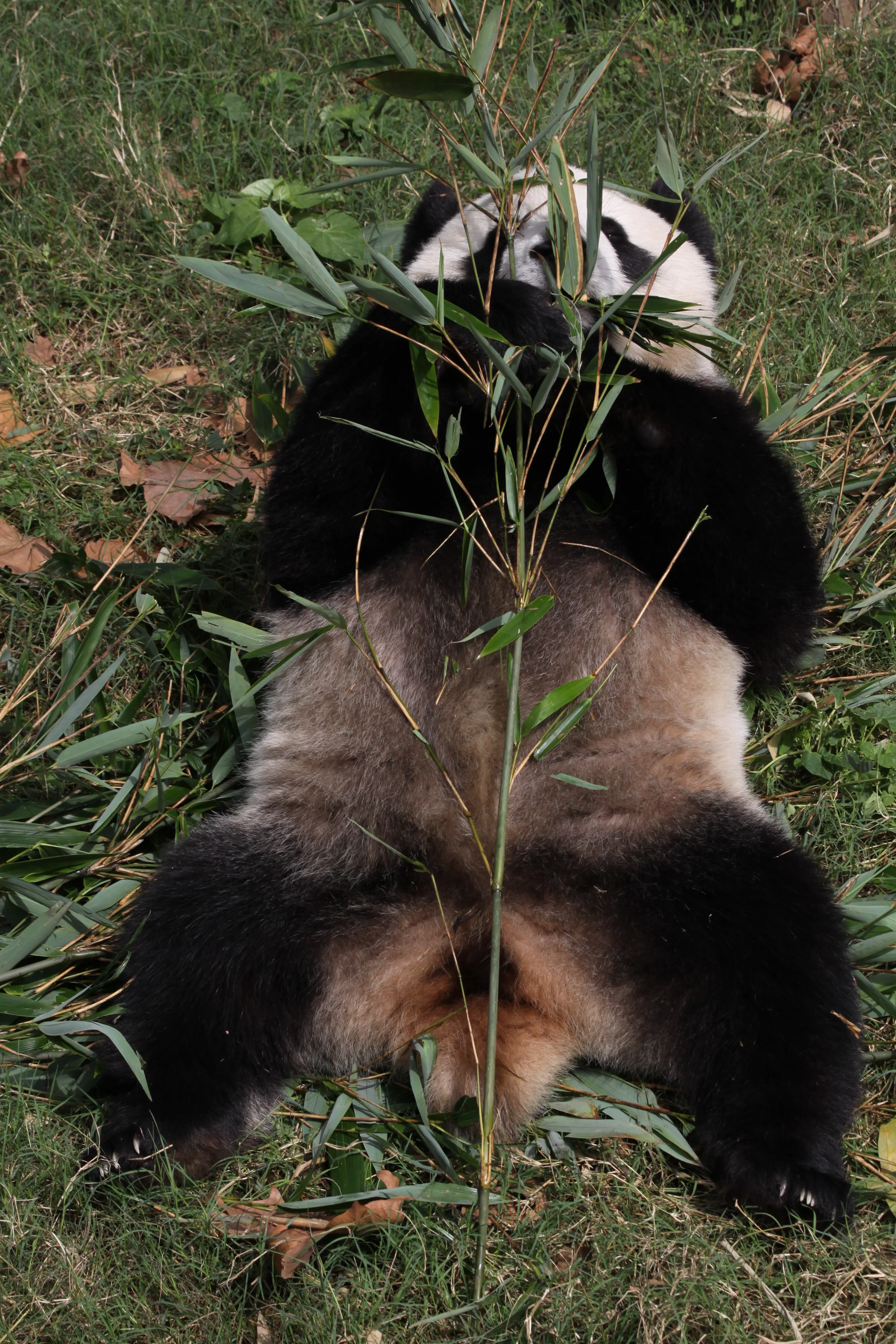 Chengdu Research Base of Giant Panda Breeding