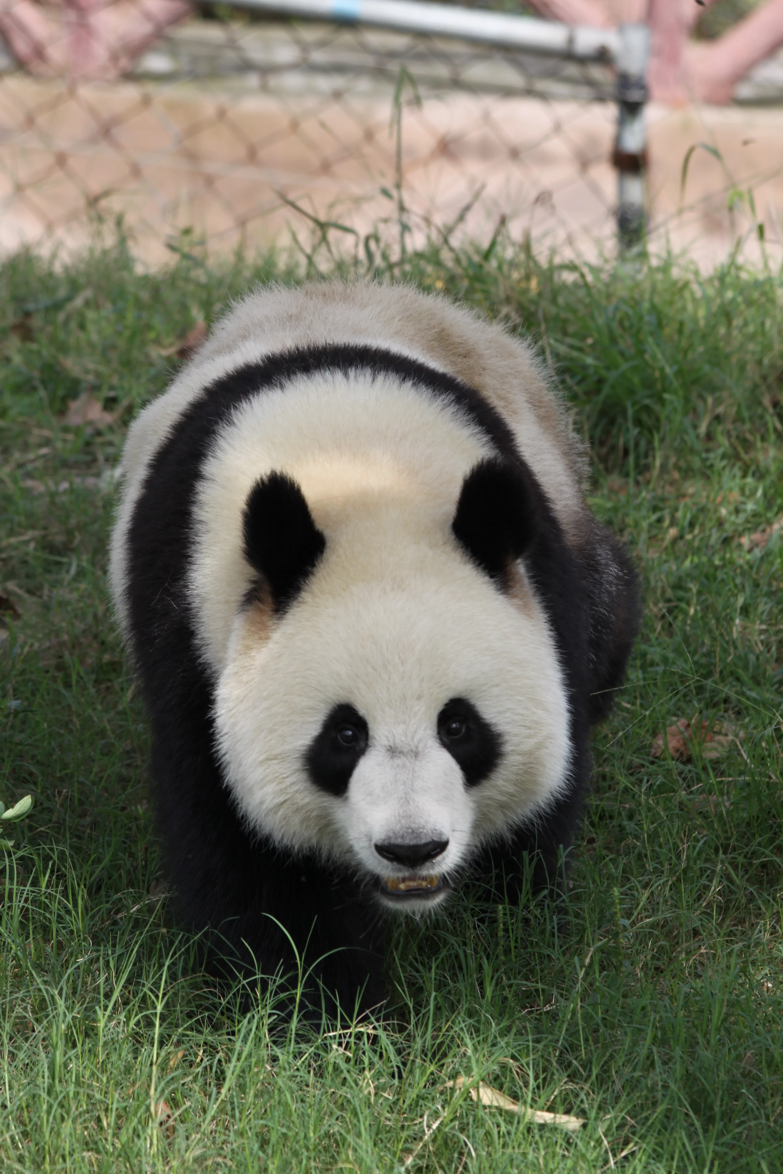 Chengdu Research Base of Giant Panda Breeding