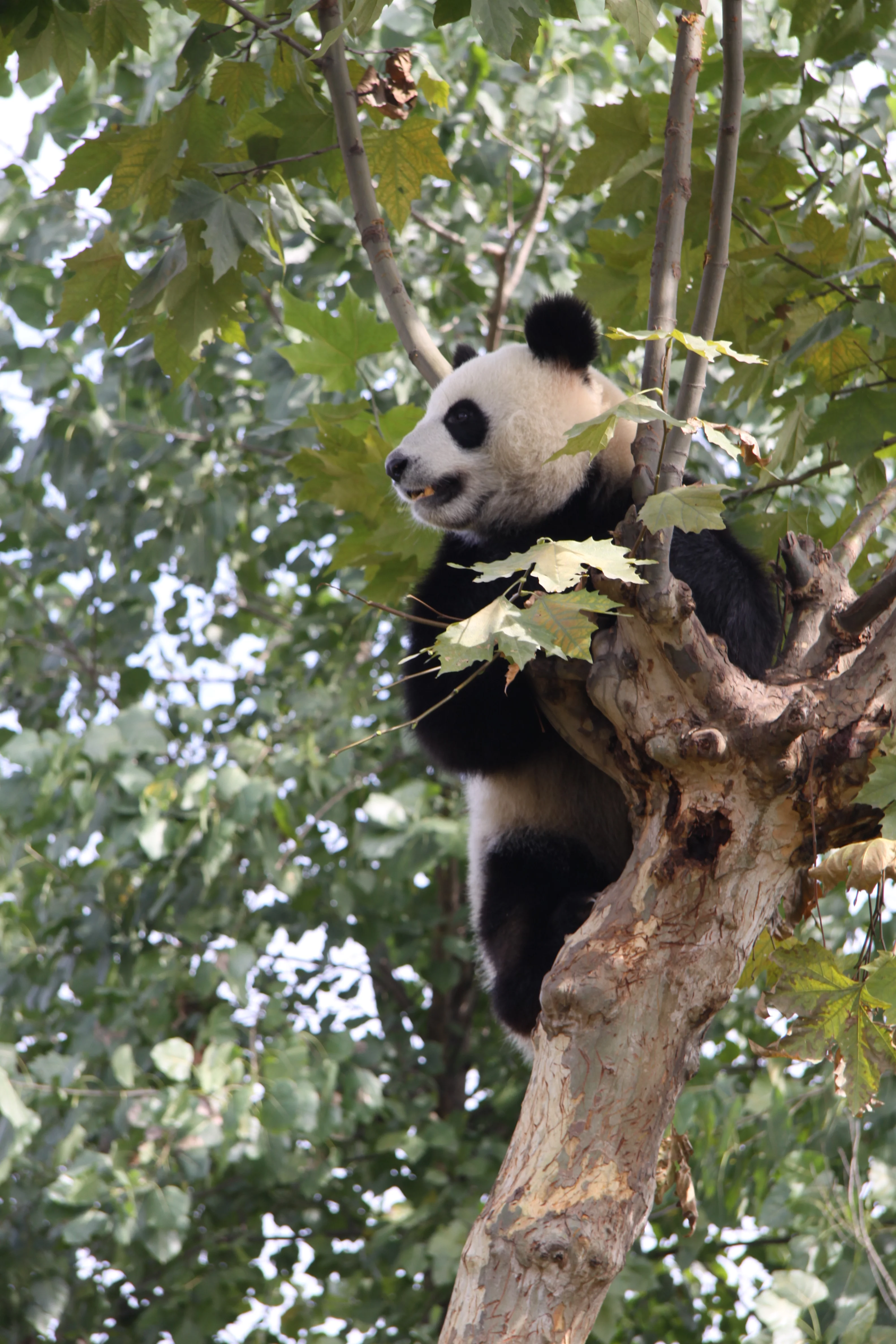 Chengdu Research Base of Giant Panda Breeding