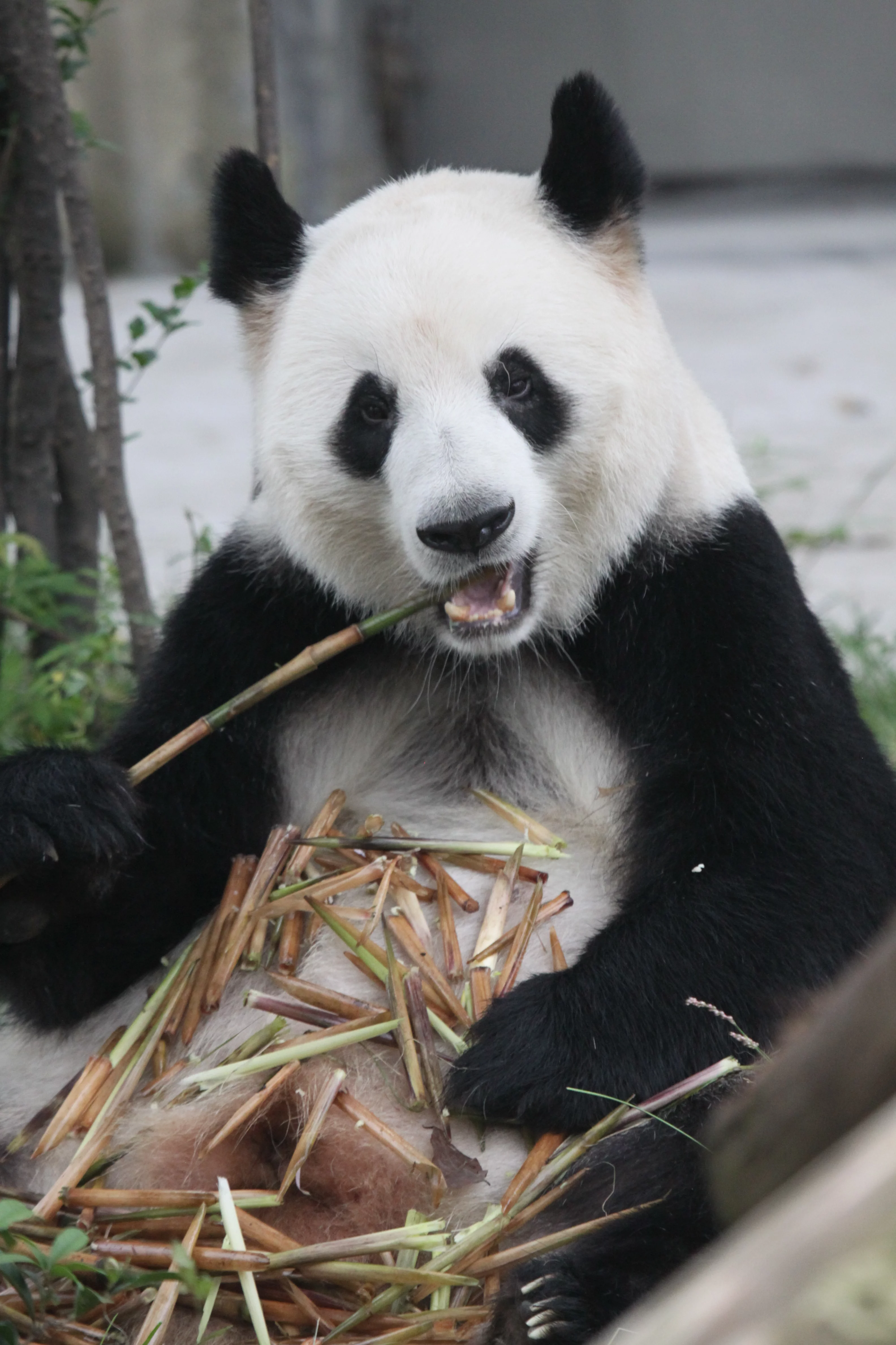 Chengdu Research Base of Giant Panda Breeding