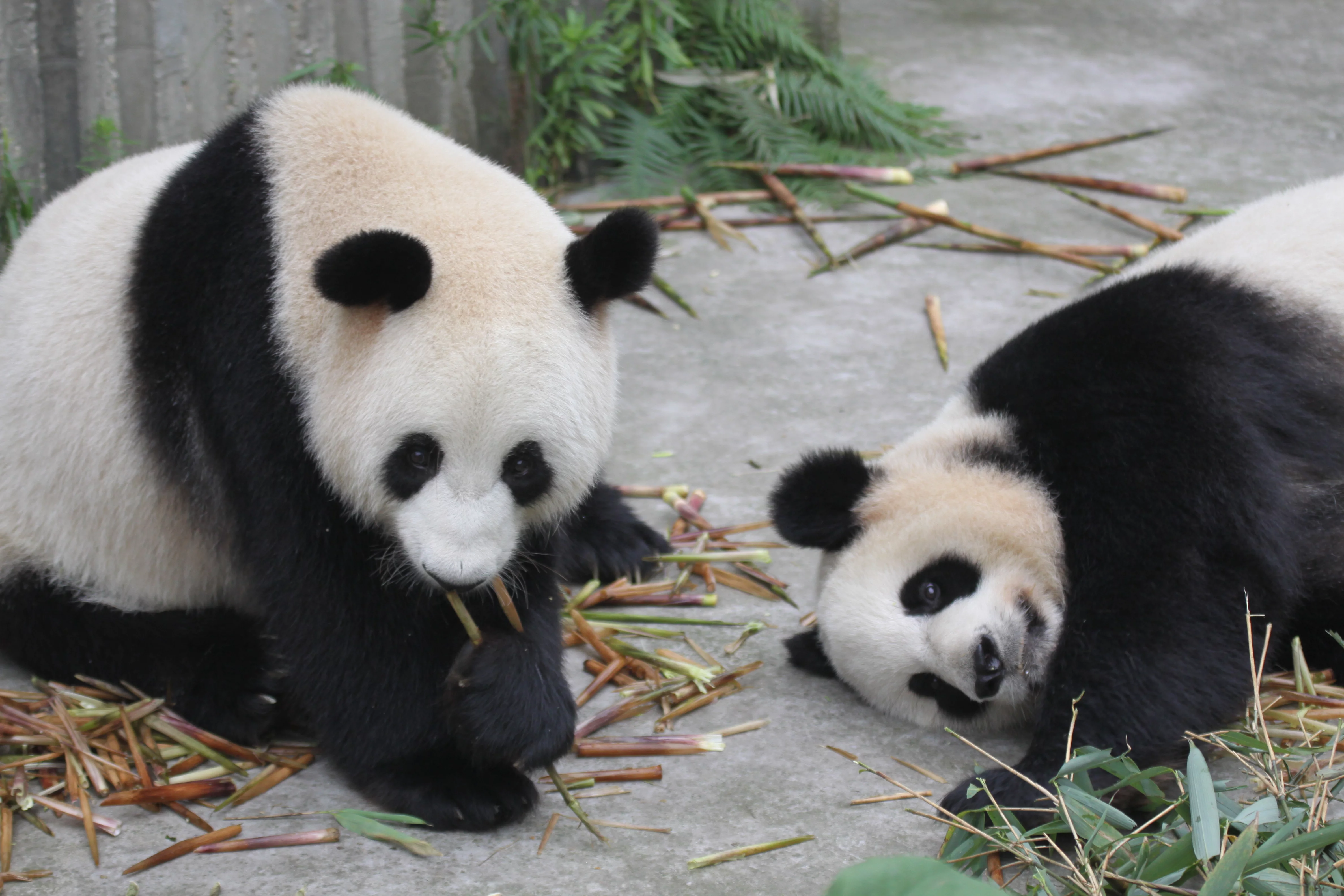 Chengdu Research Base of Giant Panda Breeding