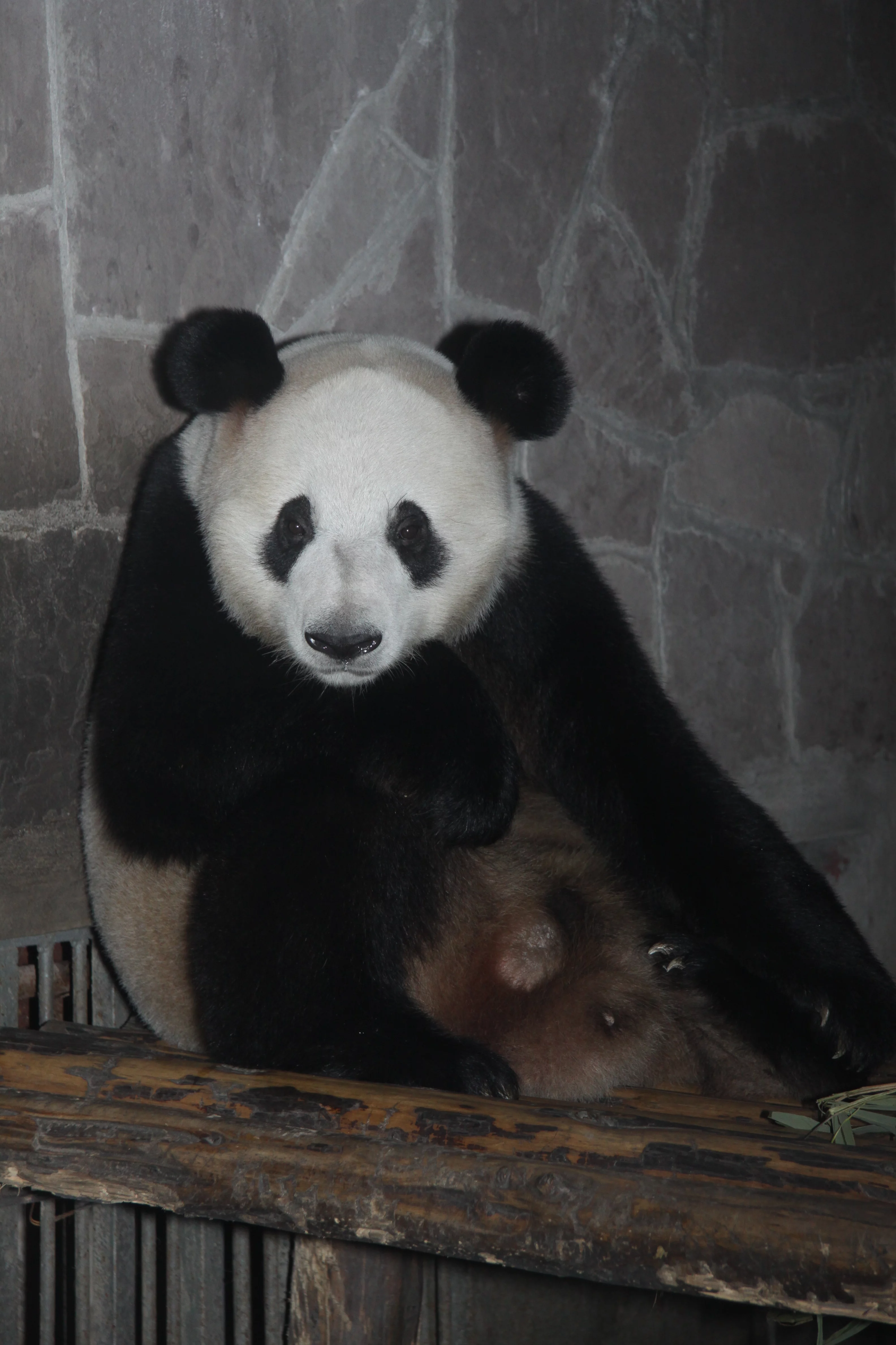 Chengdu Research Base of Giant Panda Breeding