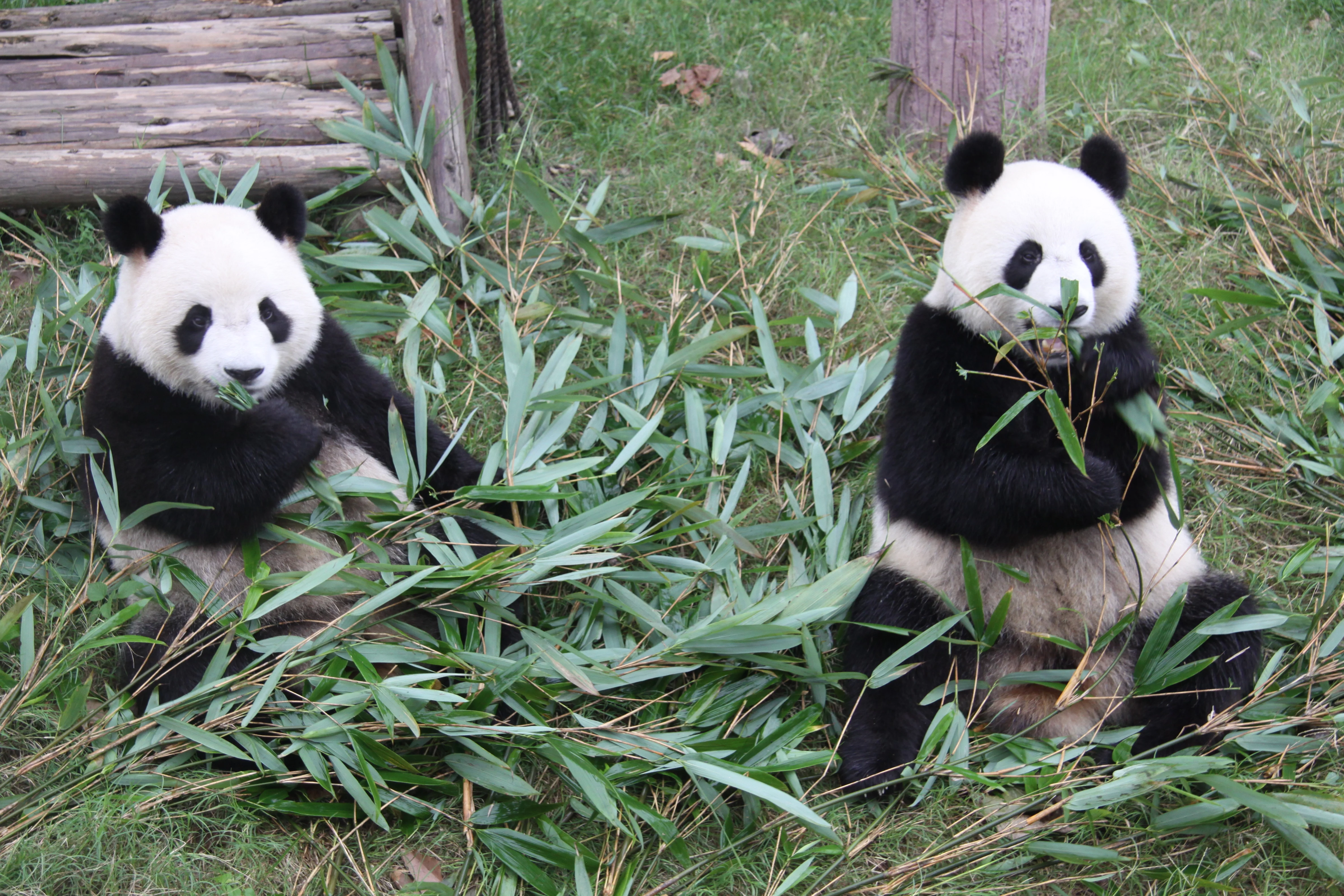 Chengdu Research Base of Giant Panda Breeding