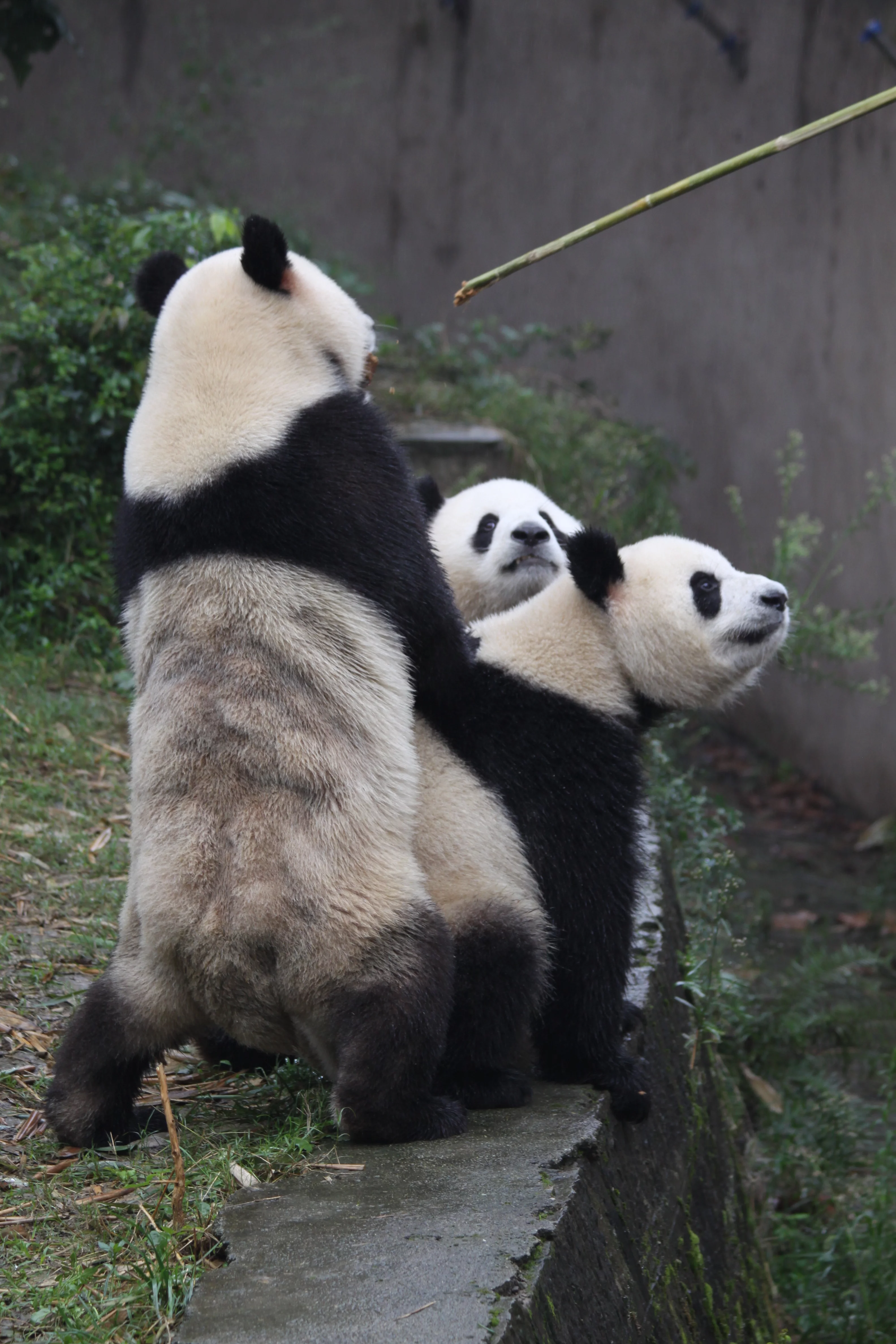 Chengdu Research Base of Giant Panda Breeding