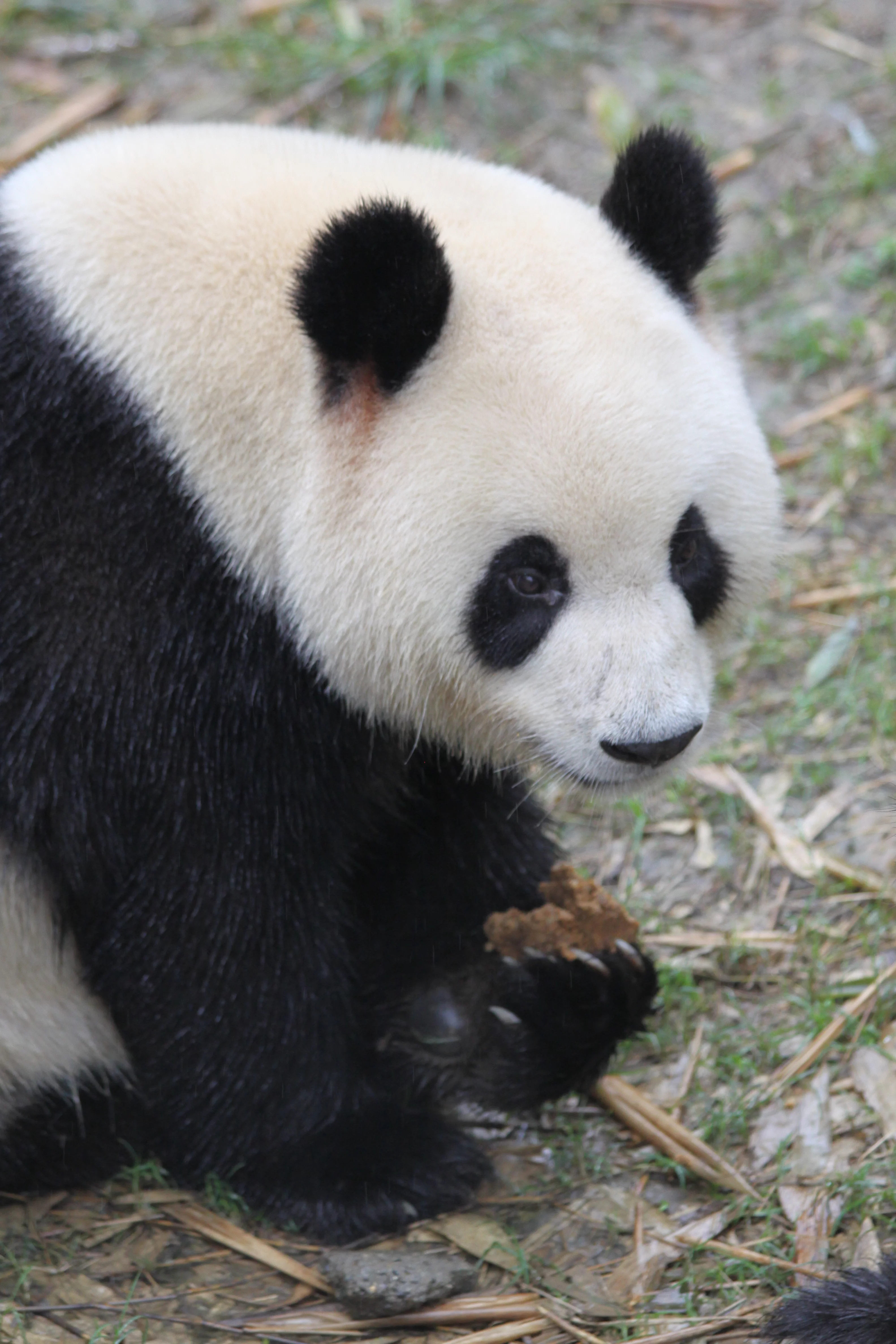 Chengdu Research Base of Giant Panda Breeding