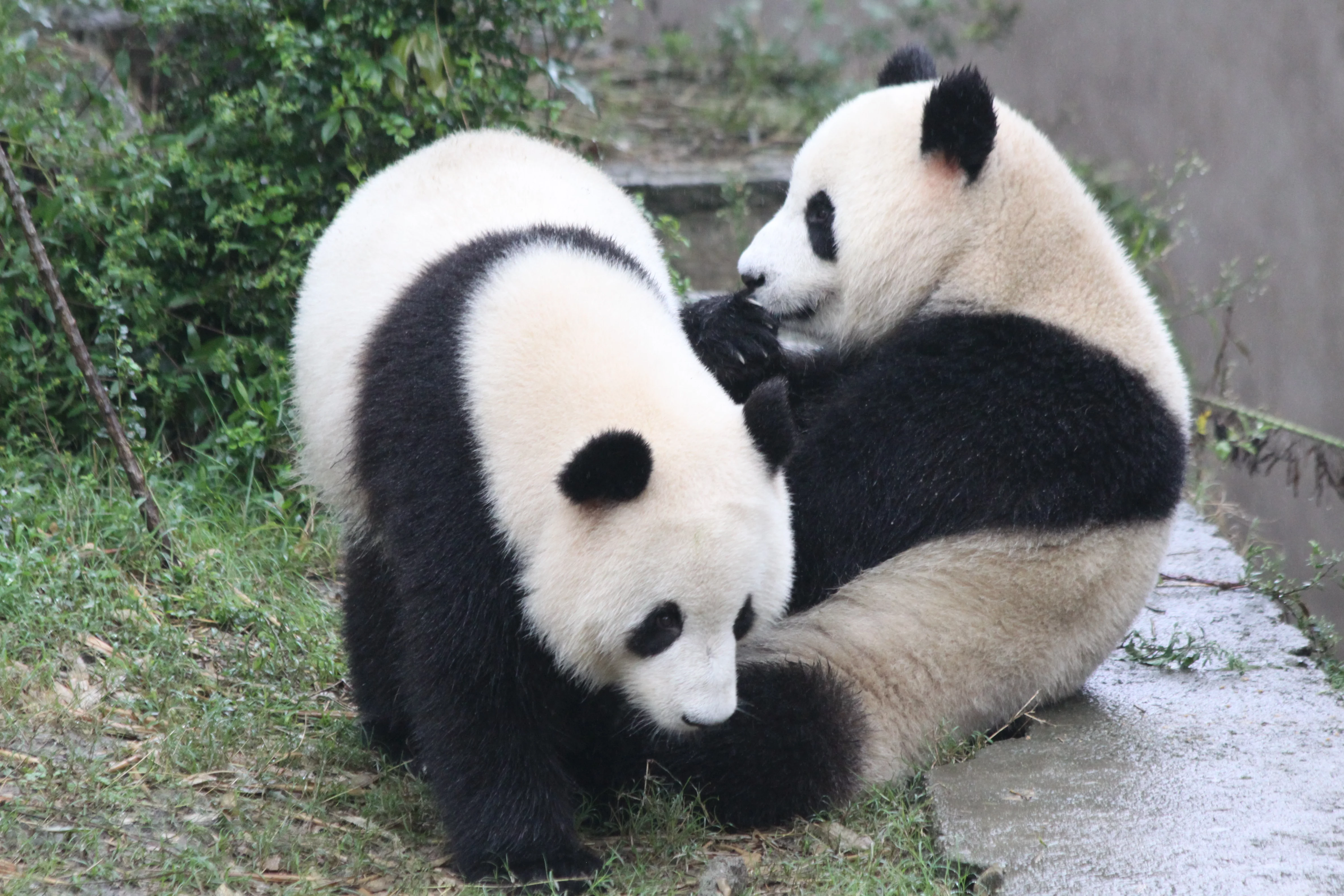 Chengdu Research Base of Giant Panda Breeding