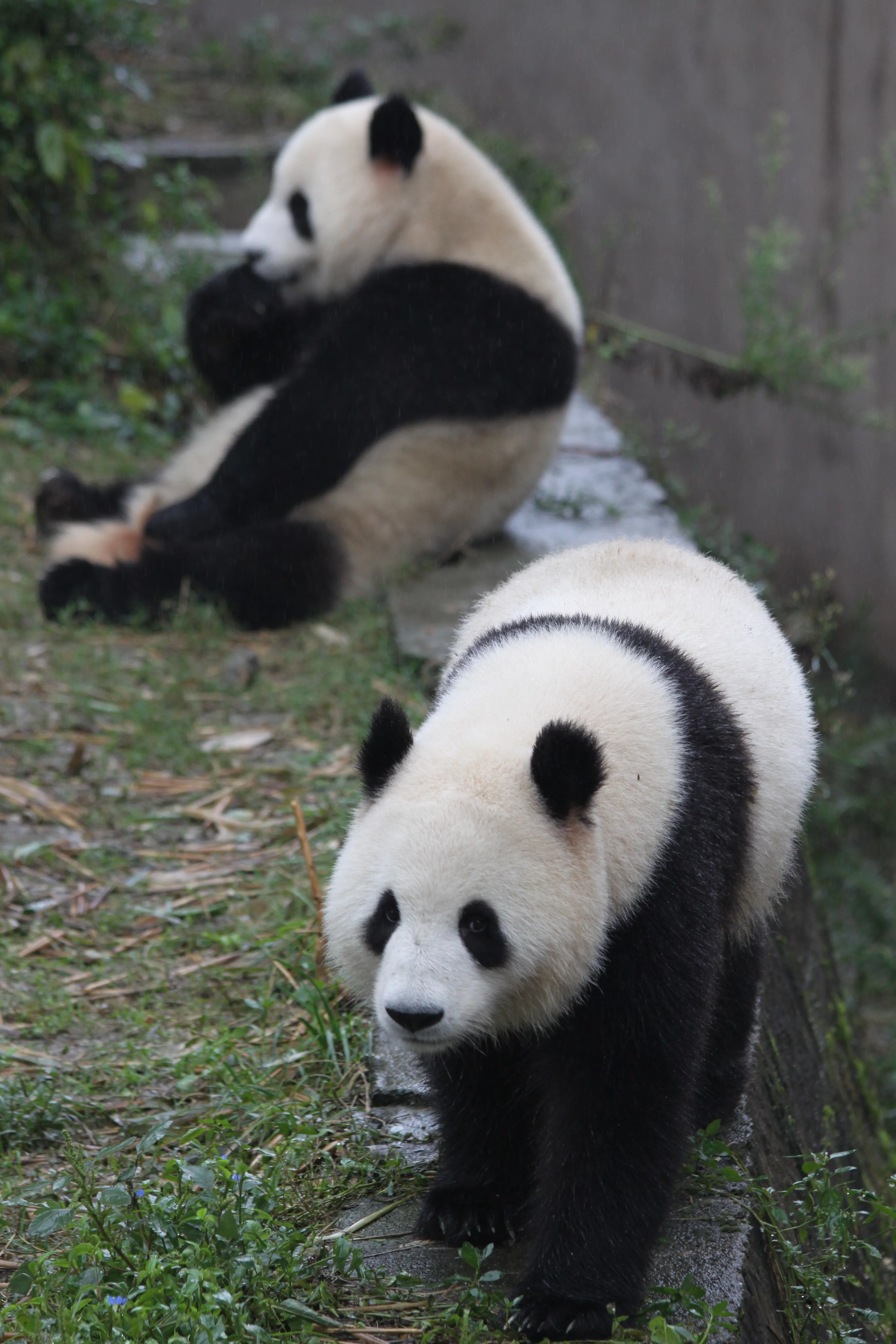 Chengdu Research Base of Giant Panda Breeding