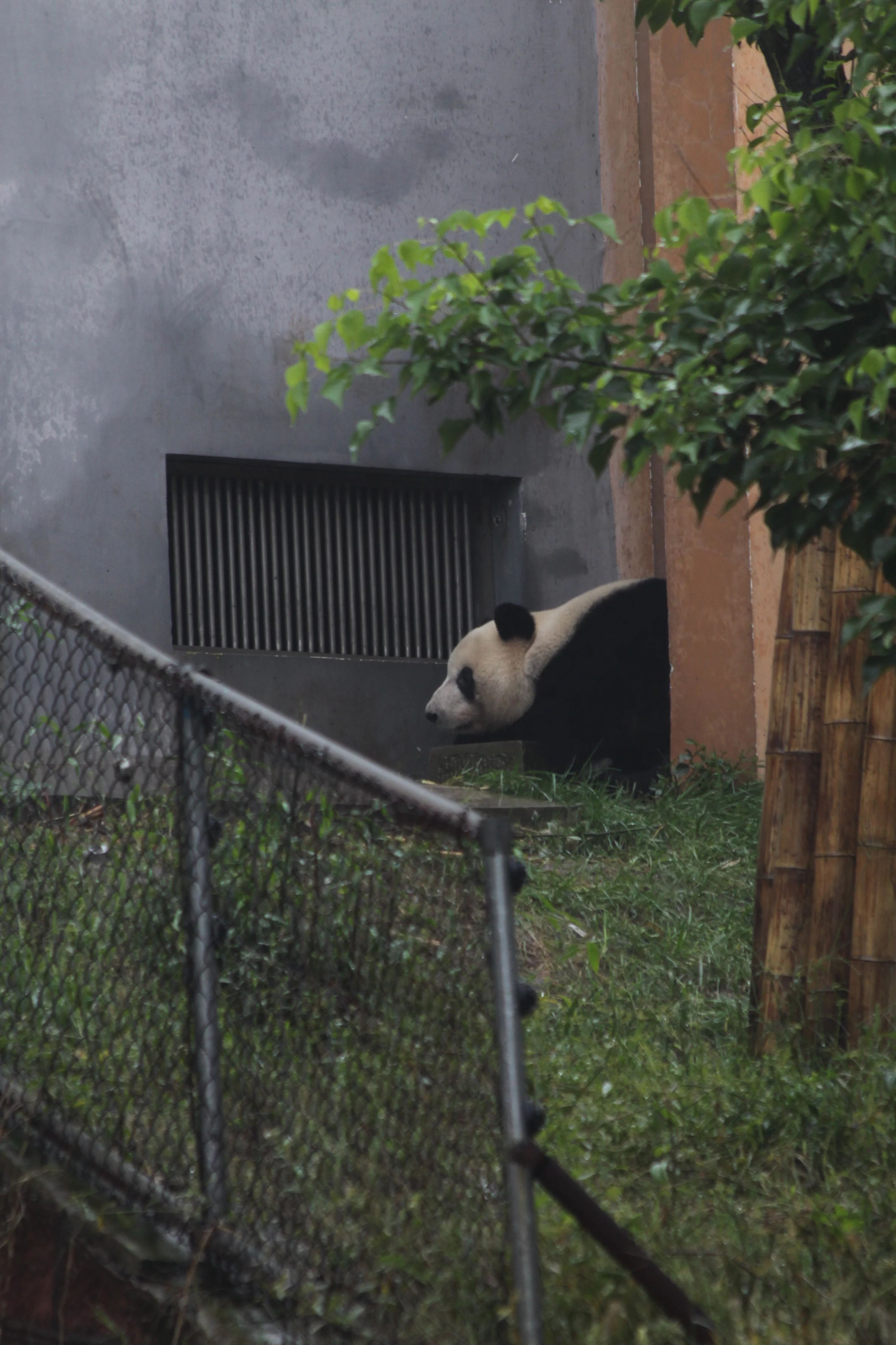 Chengdu Research Base of Giant Panda Breeding