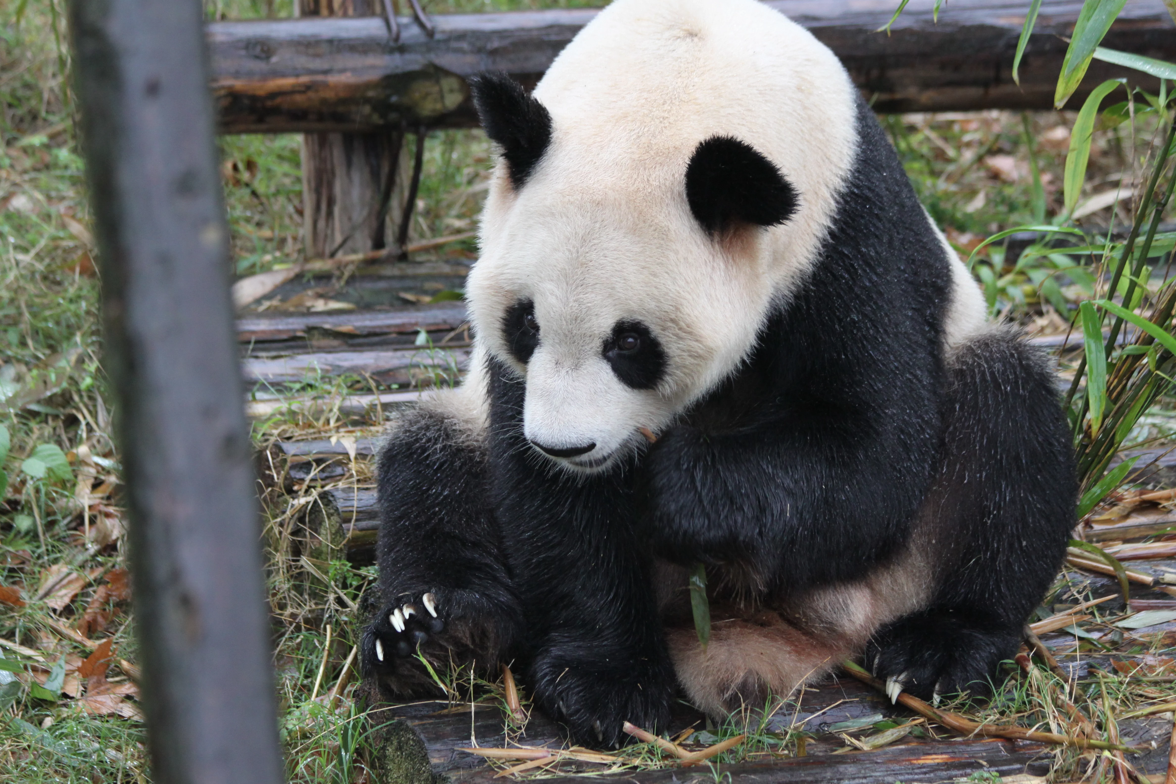 Chengdu Research Base of Giant Panda Breeding
