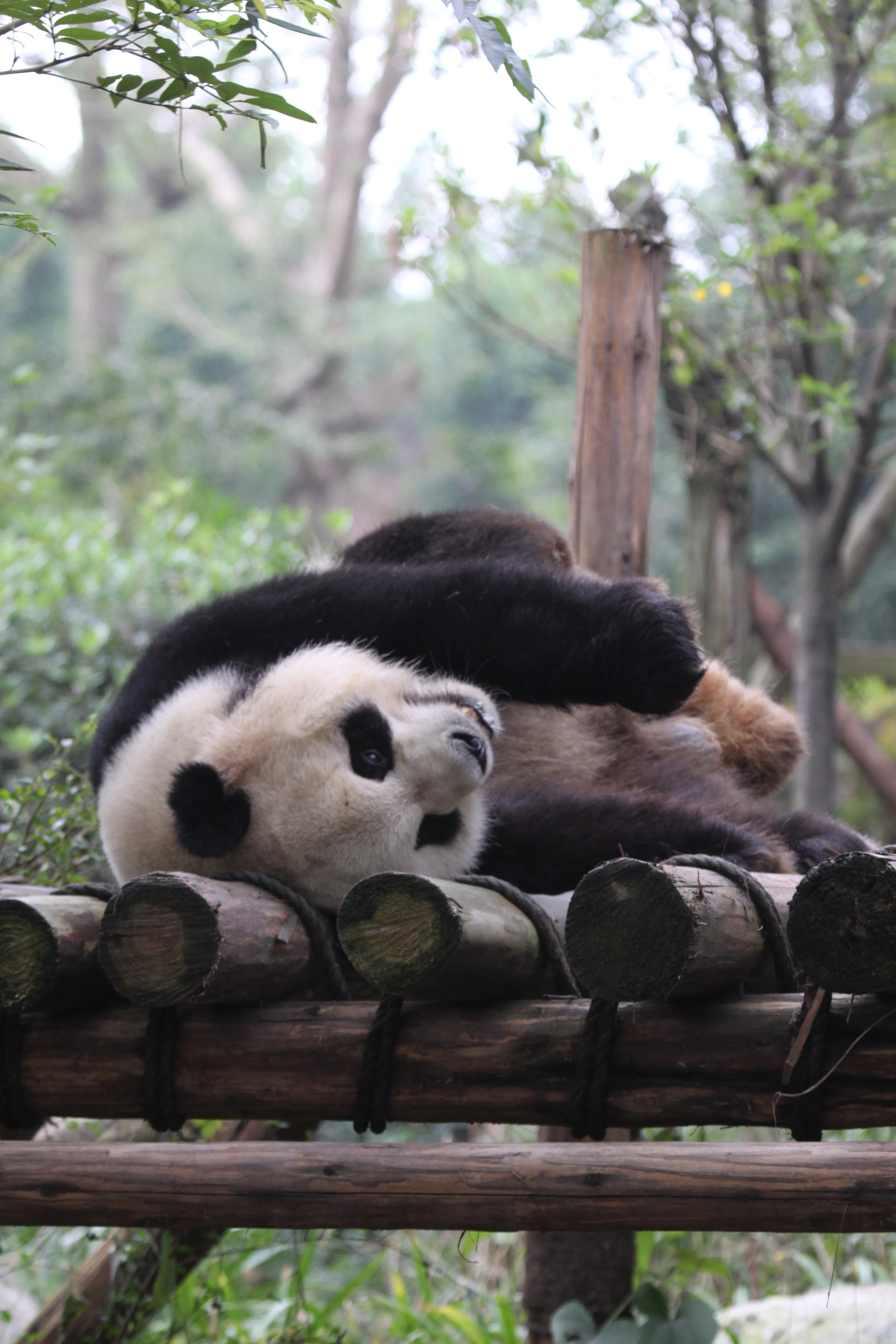Chengdu Research Base of Giant Panda Breeding