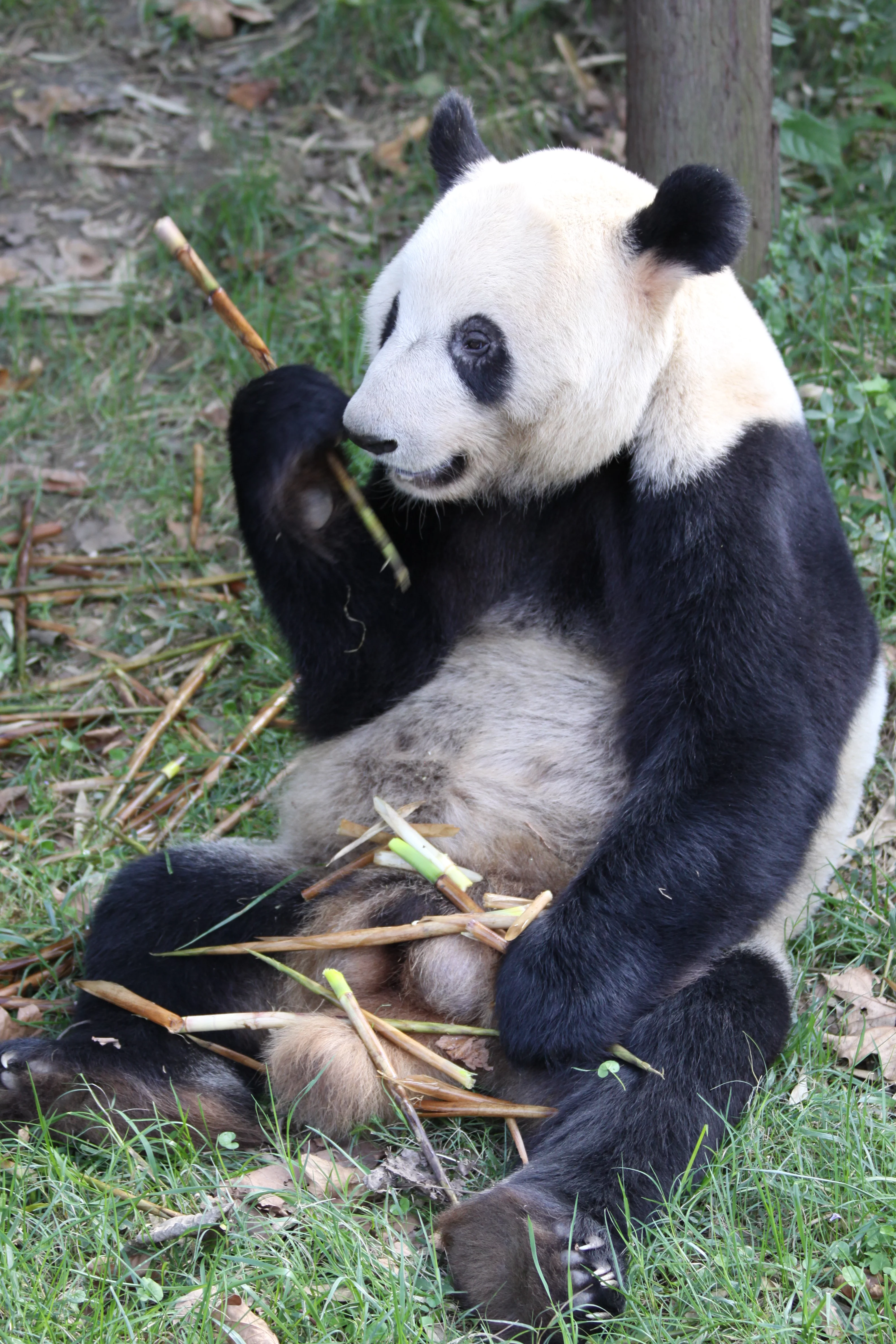 Chengdu Research Base of Giant Panda Breeding