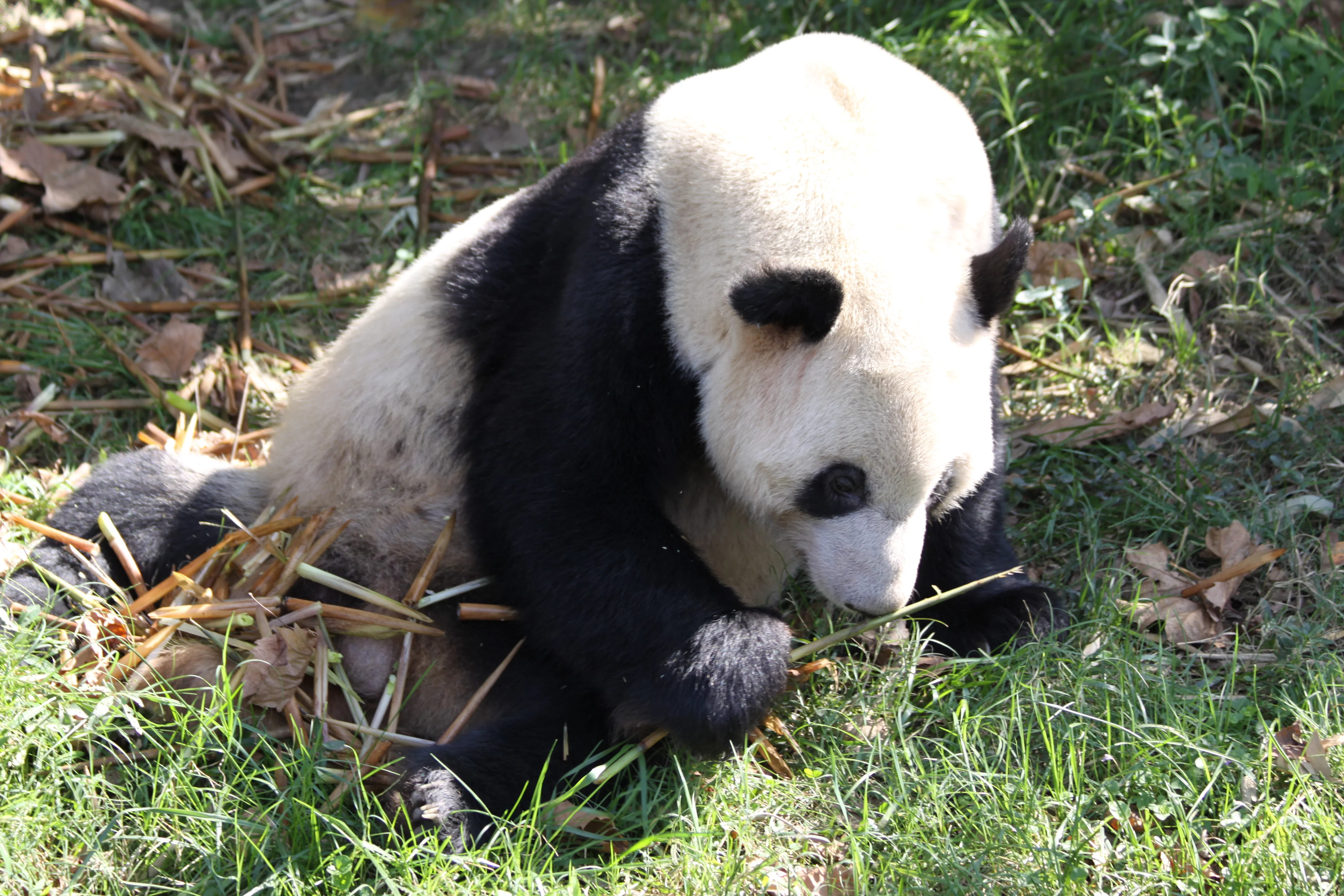 Chengdu Research Base of Giant Panda Breeding