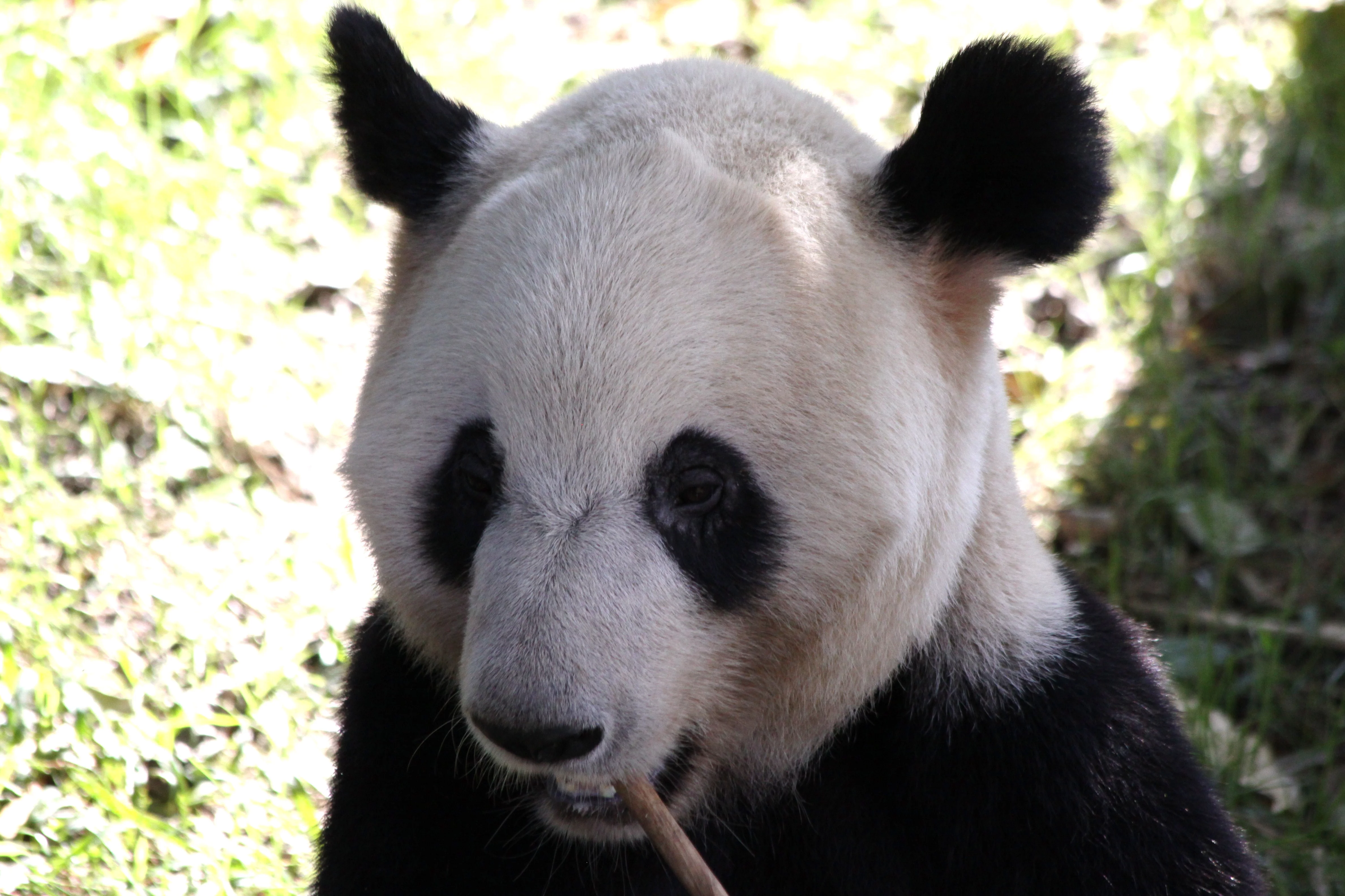 Chengdu Research Base of Giant Panda Breeding