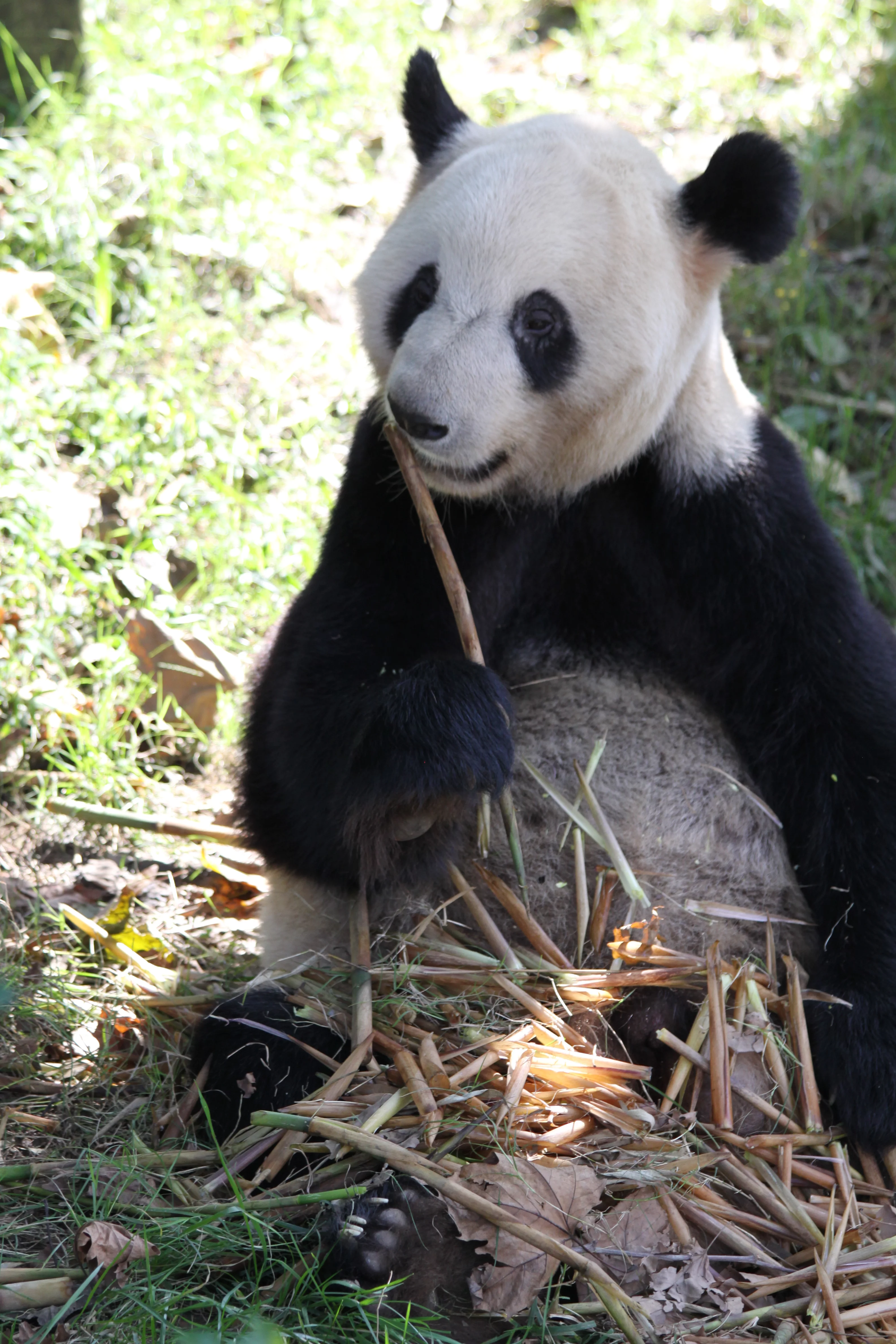 Chengdu Research Base of Giant Panda Breeding