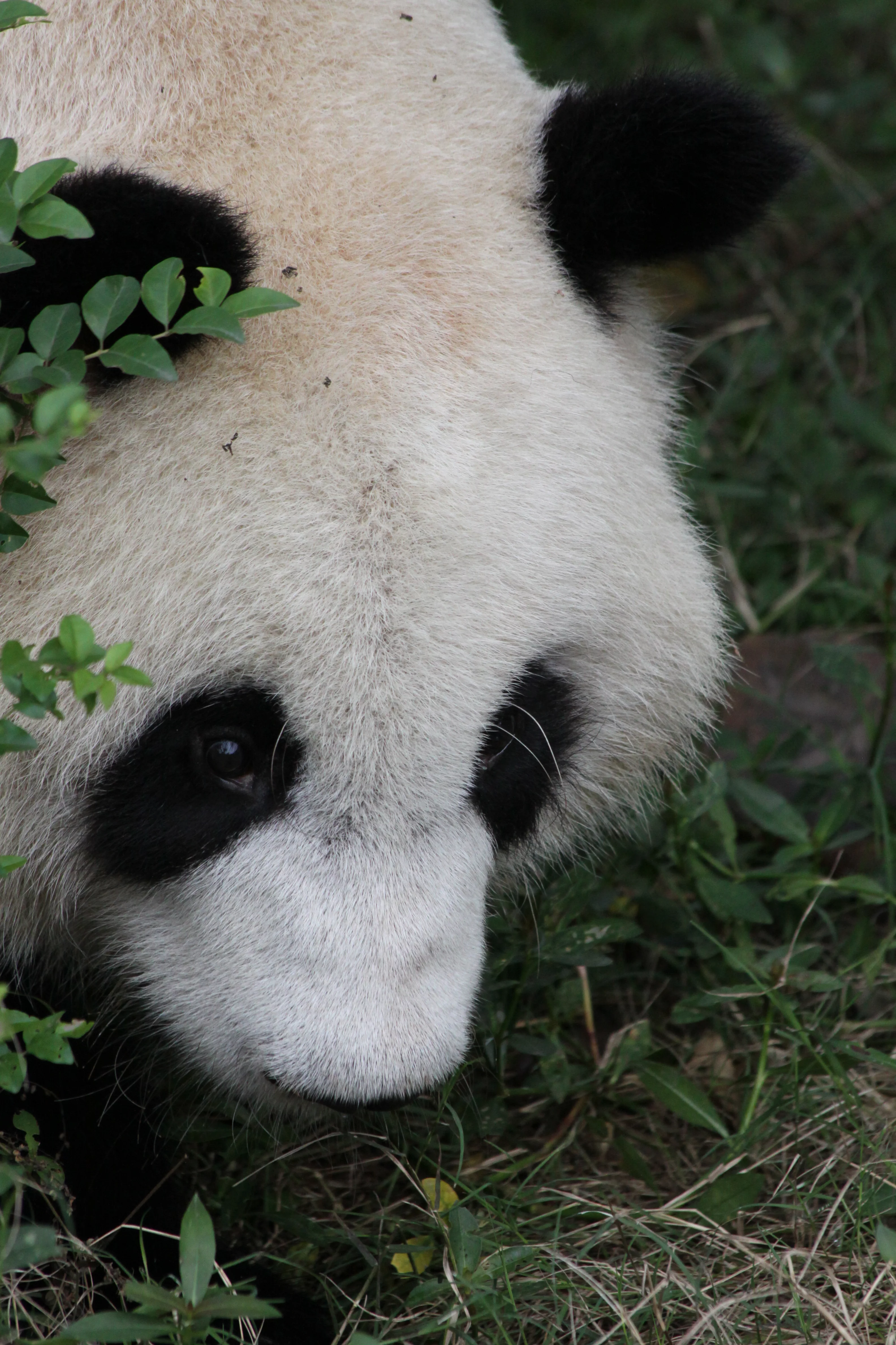Chengdu Research Base of Giant Panda Breeding