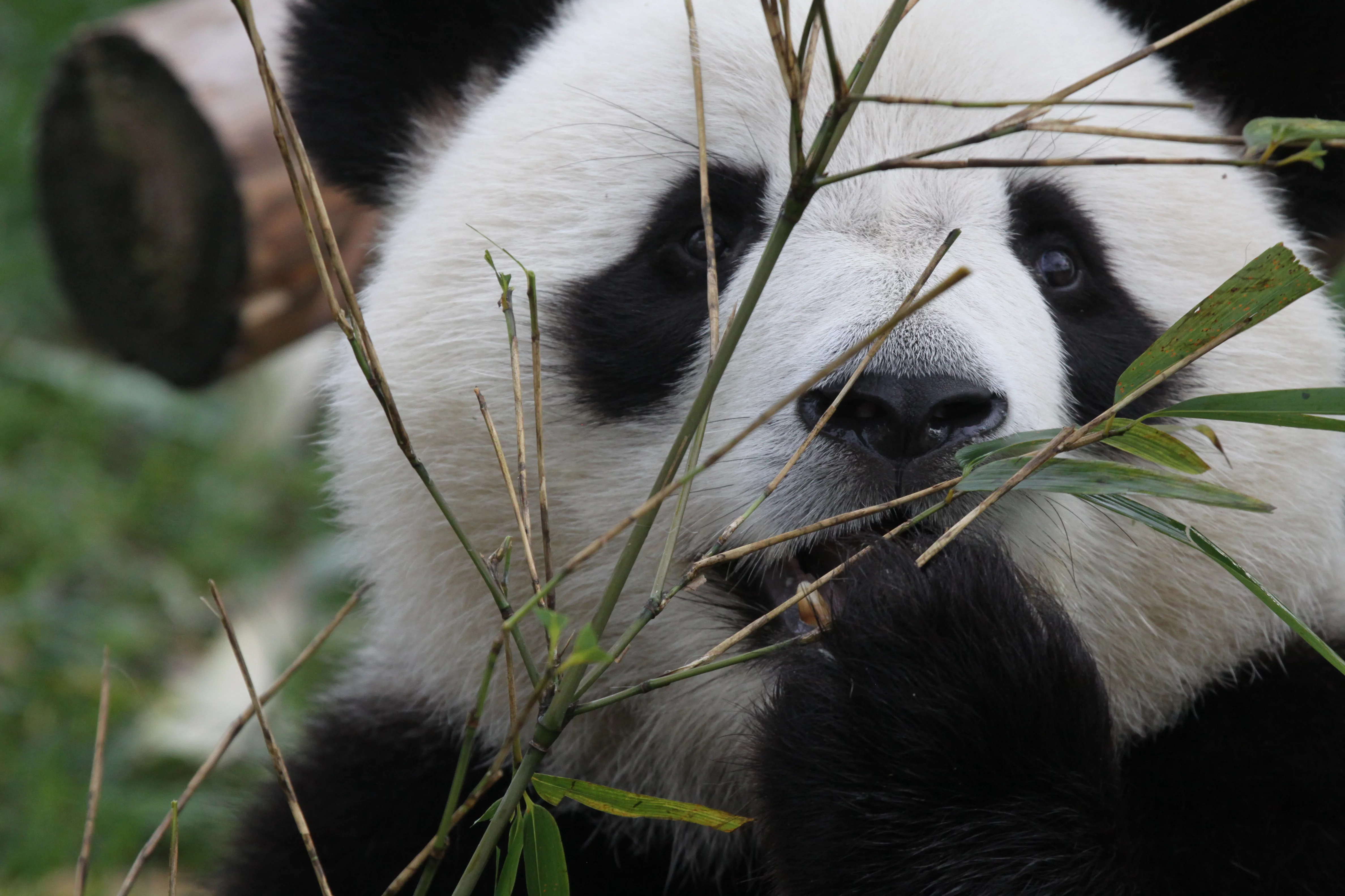 Chengdu Research Base of Giant Panda Breeding