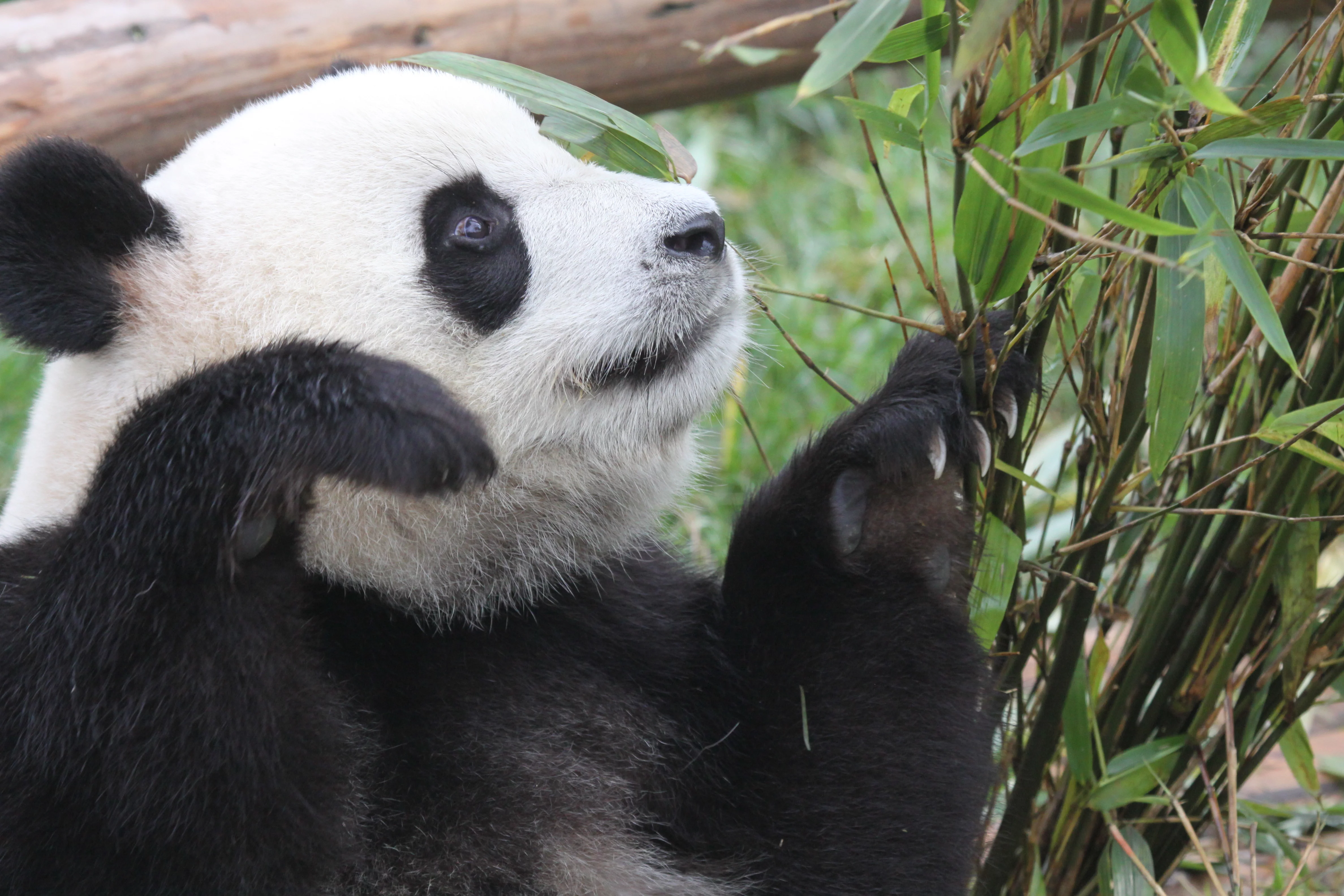 Chengdu Research Base of Giant Panda Breeding